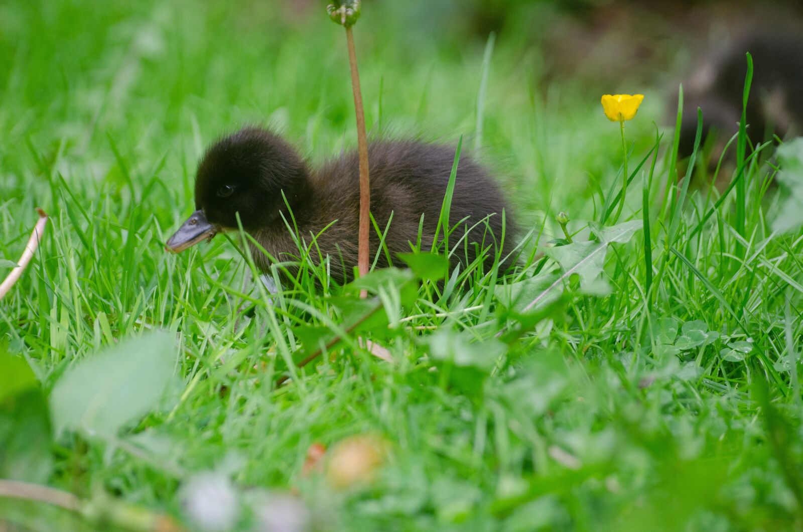 Nikon D7000 sample photo. Duckling, baby, duck photography