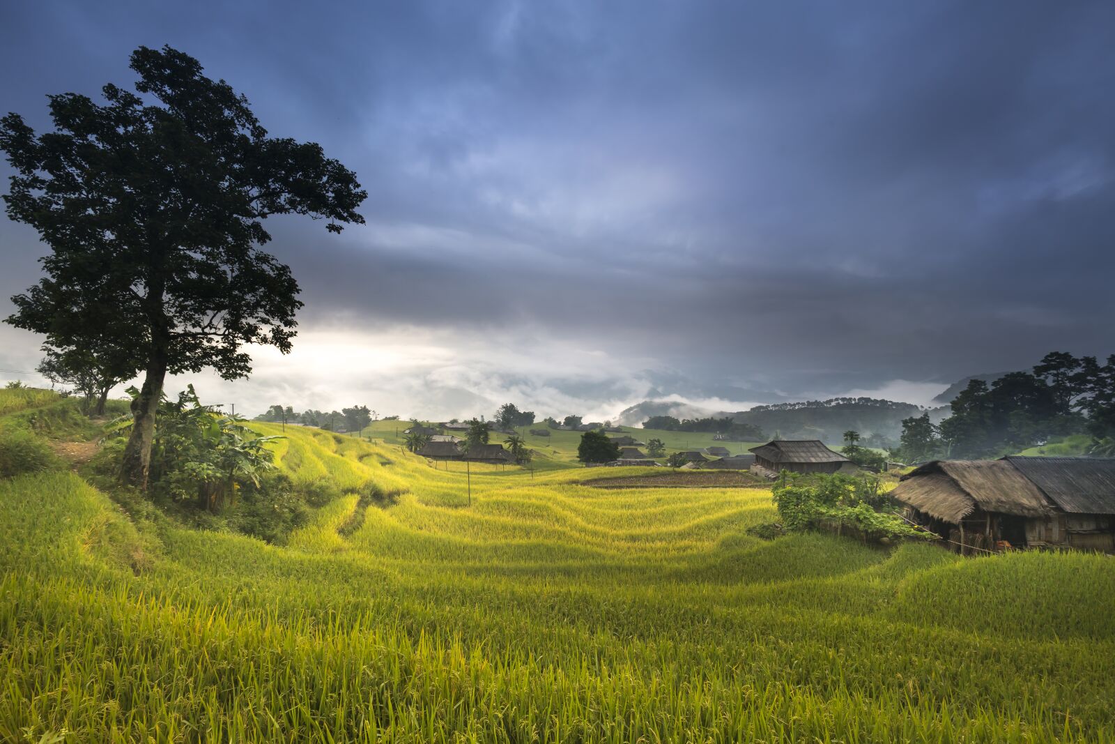 Voigtlander SUPER WIDE-HELIAR 15mm F4.5 III sample photo. Vietnam, terraces, rice photography