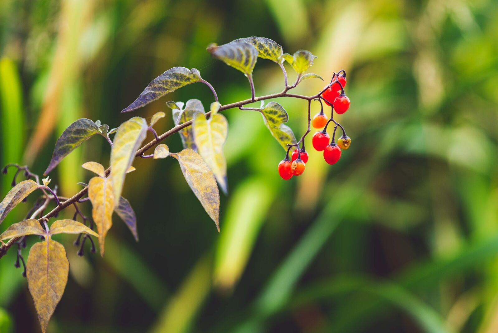 Nikon D750 sample photo. Berry, fall, nature photography