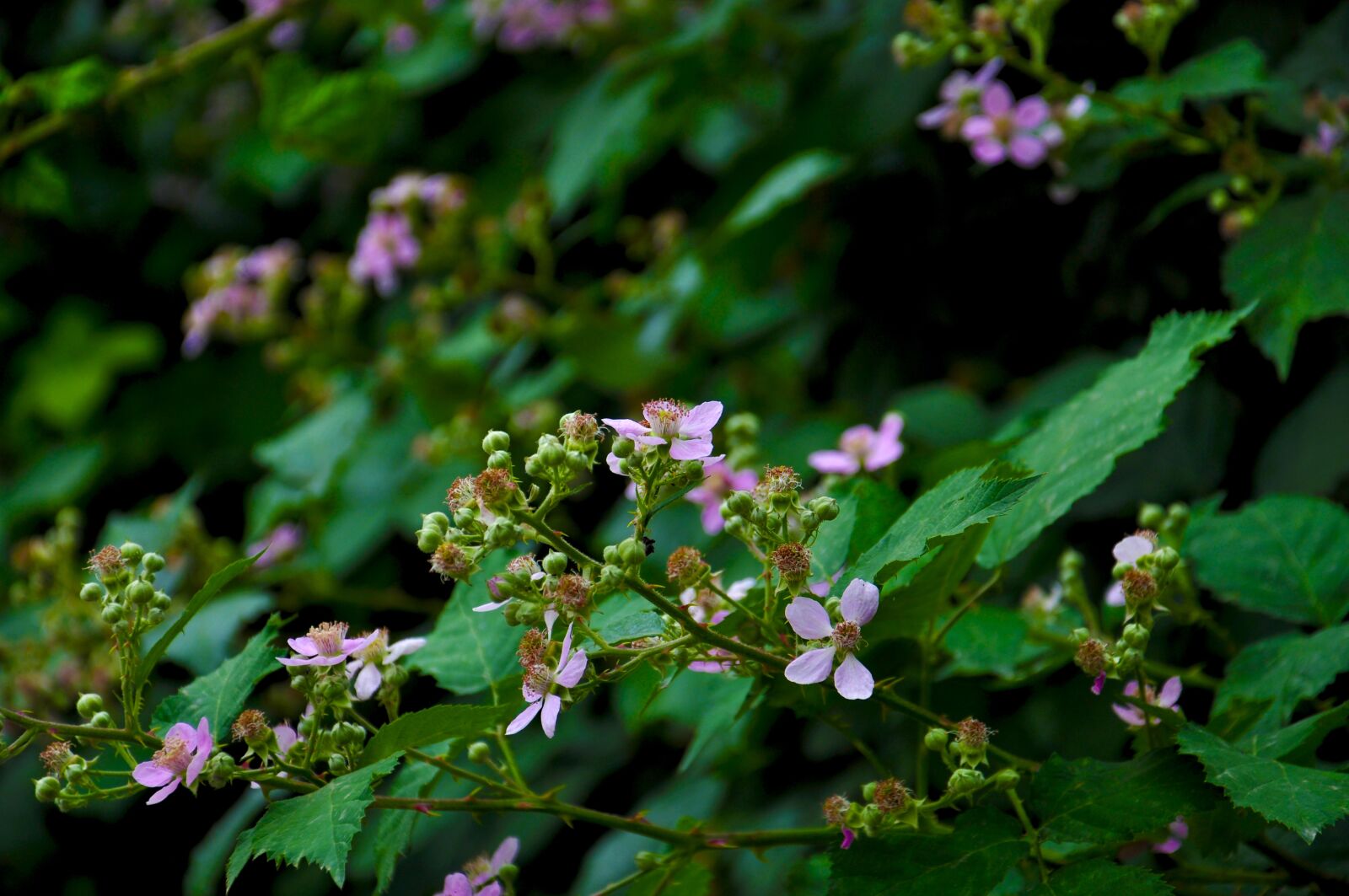 Nikon D90 sample photo. Flower, leaves, greens photography