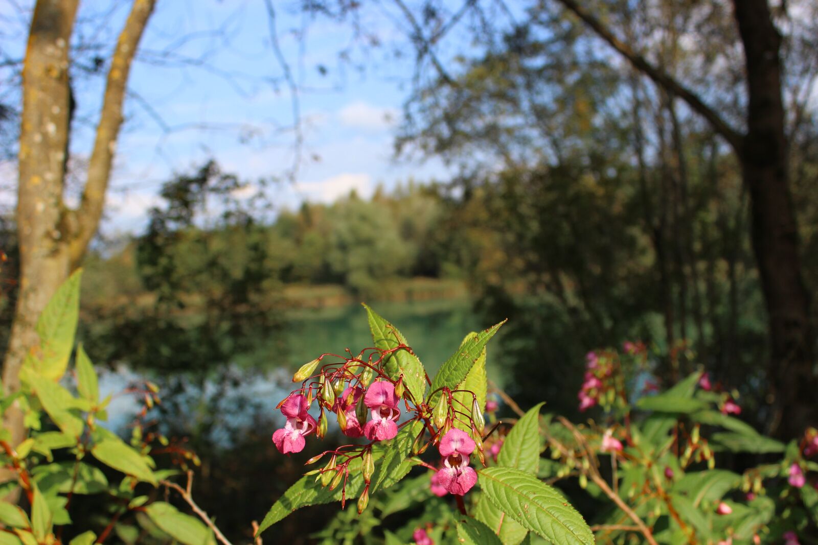 Canon EOS 600D (Rebel EOS T3i / EOS Kiss X5) sample photo. Carinthia, nature, austria photography
