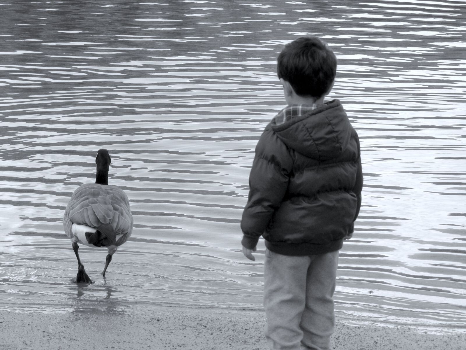 Canon PowerShot SX10 IS sample photo. Boy, water, duck photography