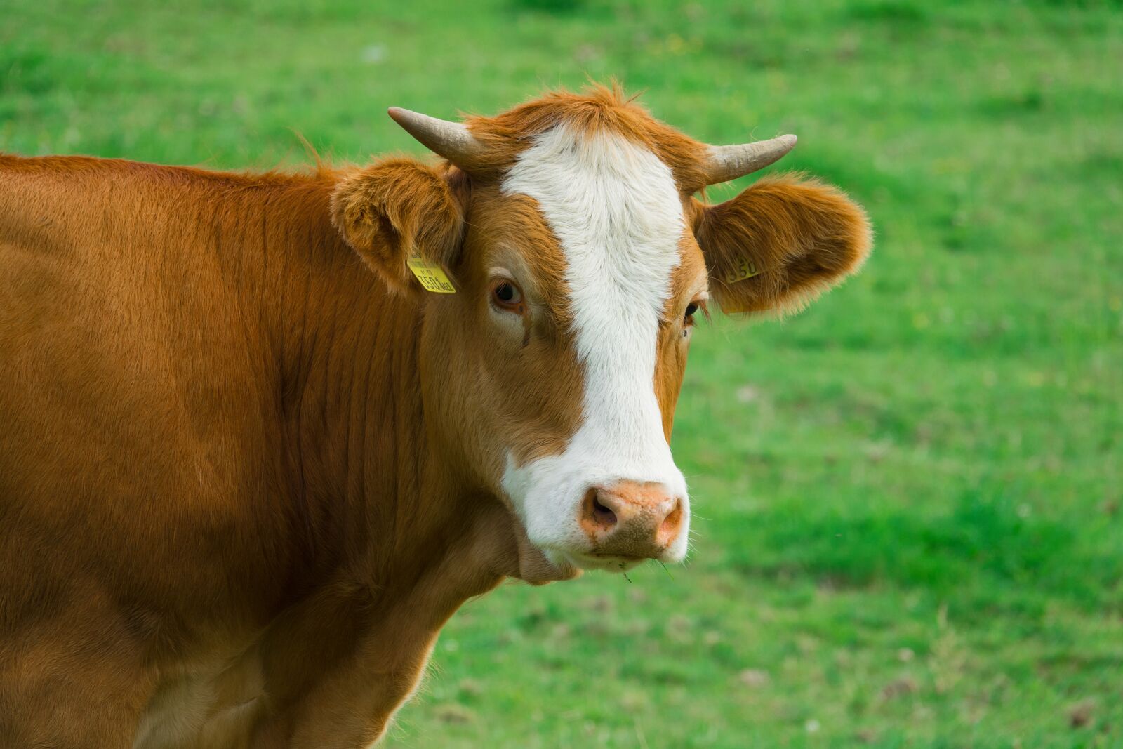Sony Cyber-shot DSC-RX10 III sample photo. Cow, agriculture, farm photography
