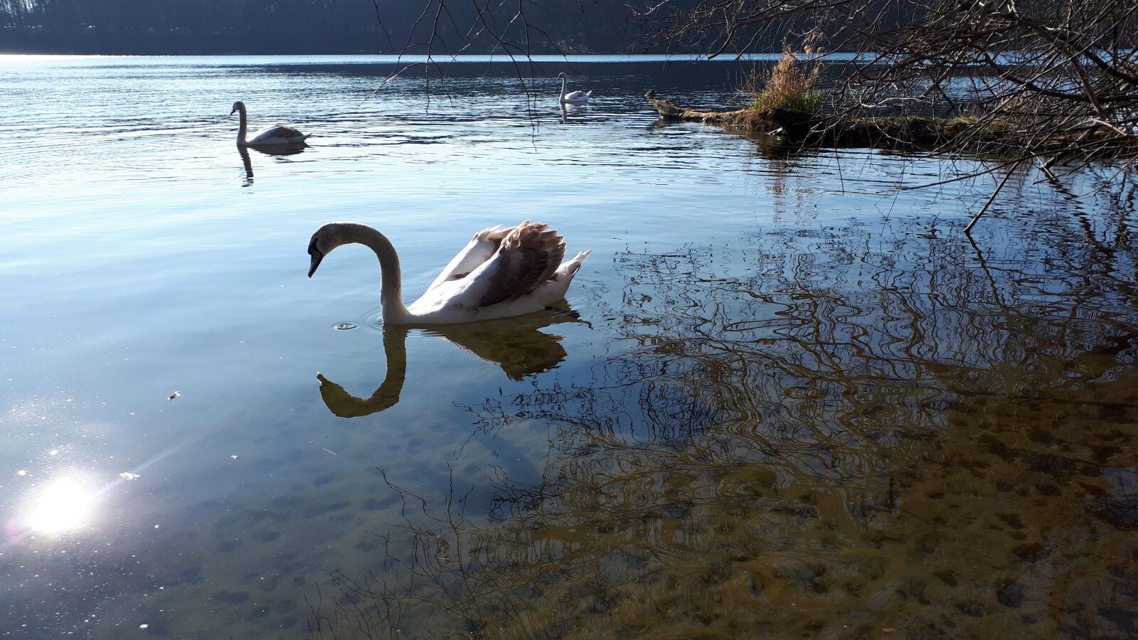Samsung Galaxy A5(2017) sample photo. Swans, lake, spring photography