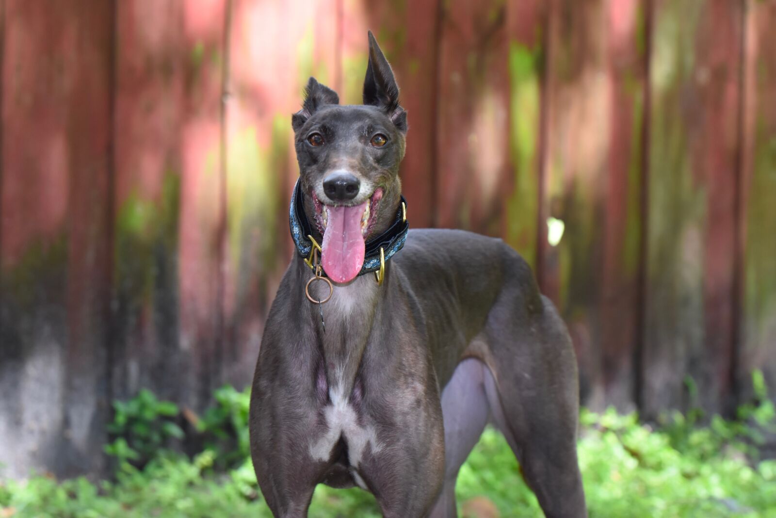 Nikon D5500 sample photo. Greyhound, retired racer, dog photography