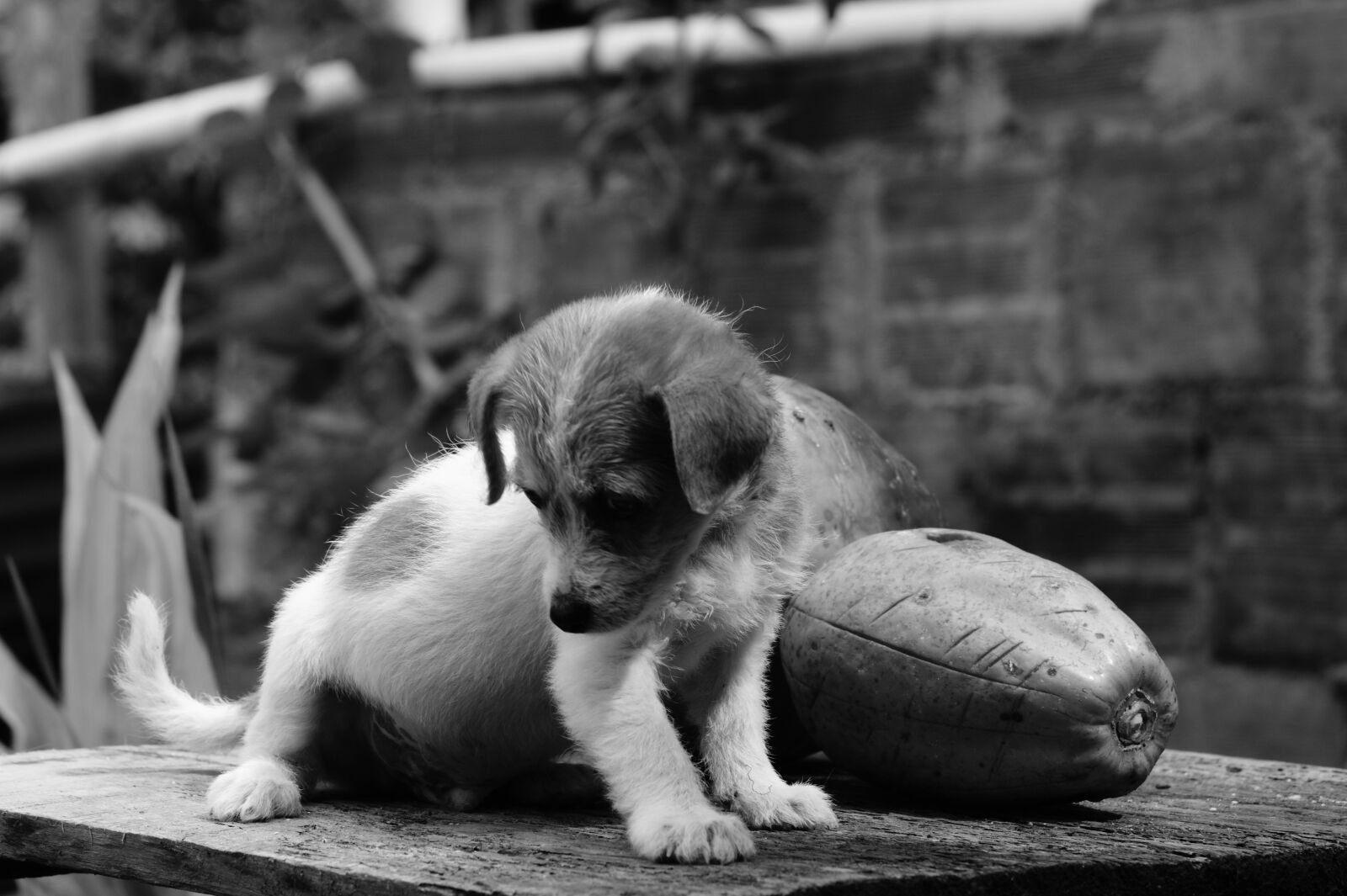 Sony Alpha DSLR-A390 sample photo. Fauna, ulloa, risaralda photography