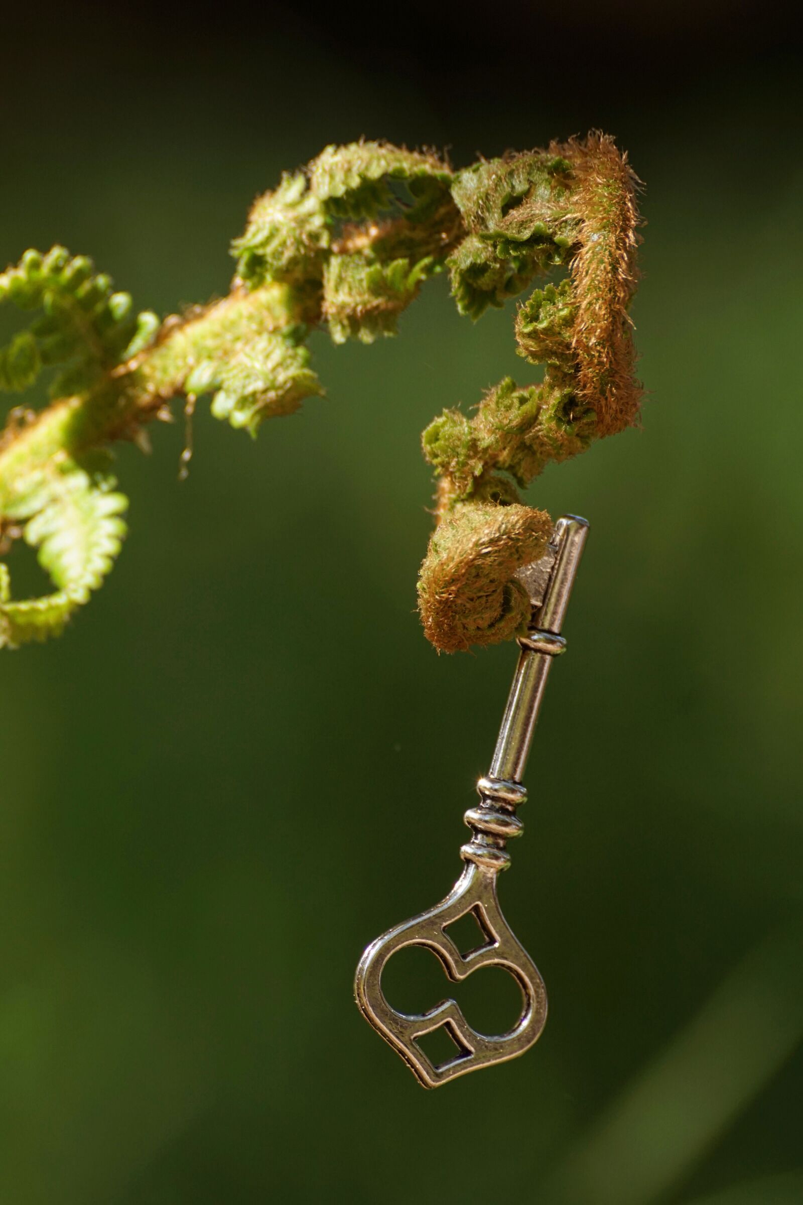 Sony ILCA-77M2 sample photo. Fern, unroll, key photography