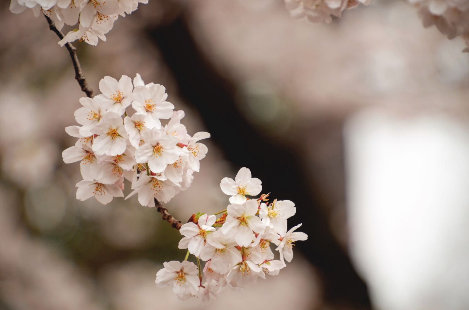 Nikon D5100 sample photo. White, cherry, blossom photography