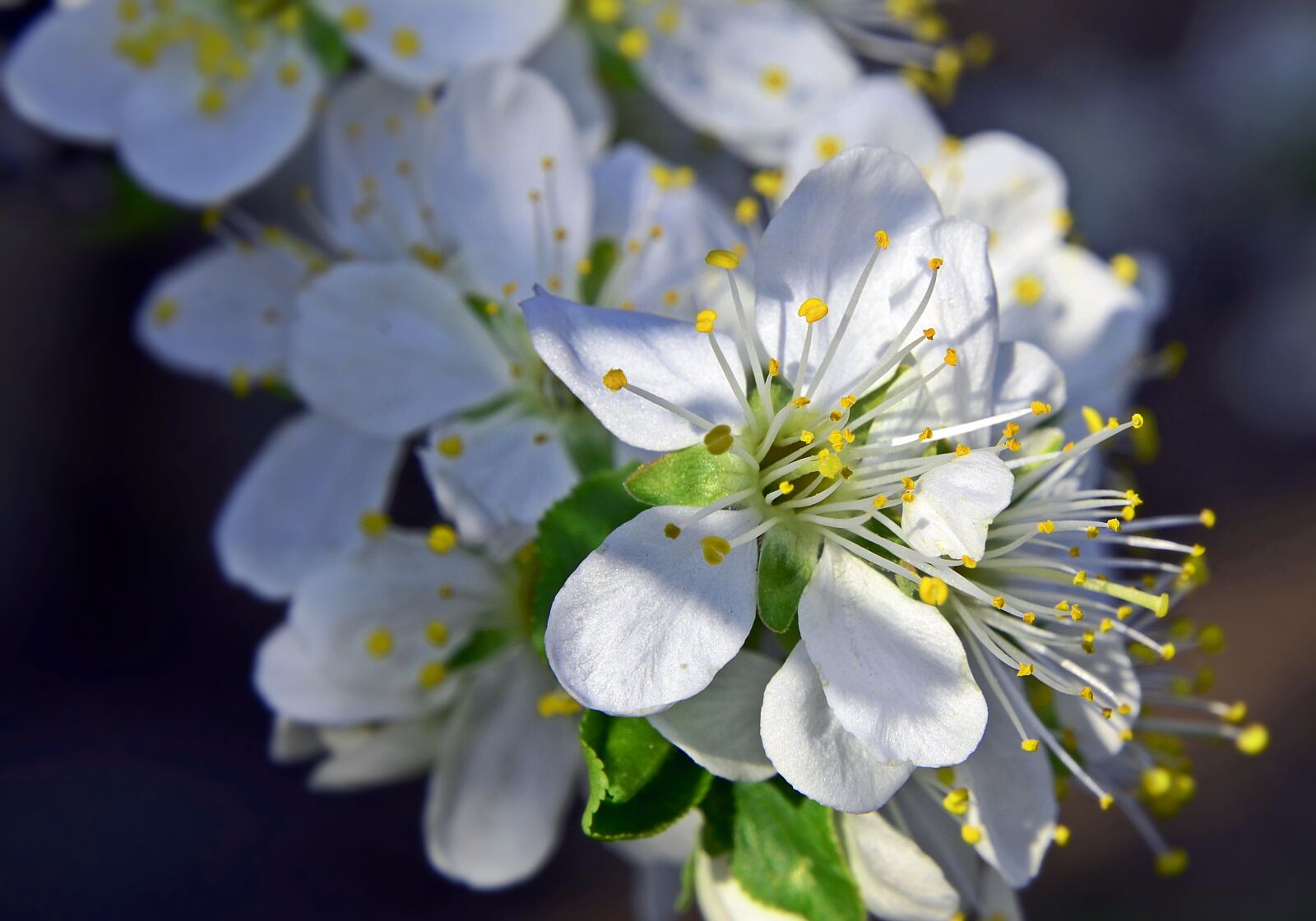 Nikon D7000 sample photo. Plum tree flowers, flower photography