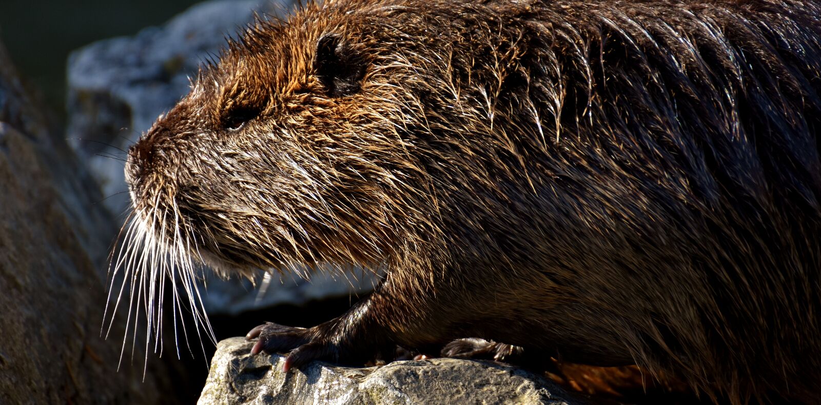 Nikon D7200 sample photo. Nutria, water rat, water photography
