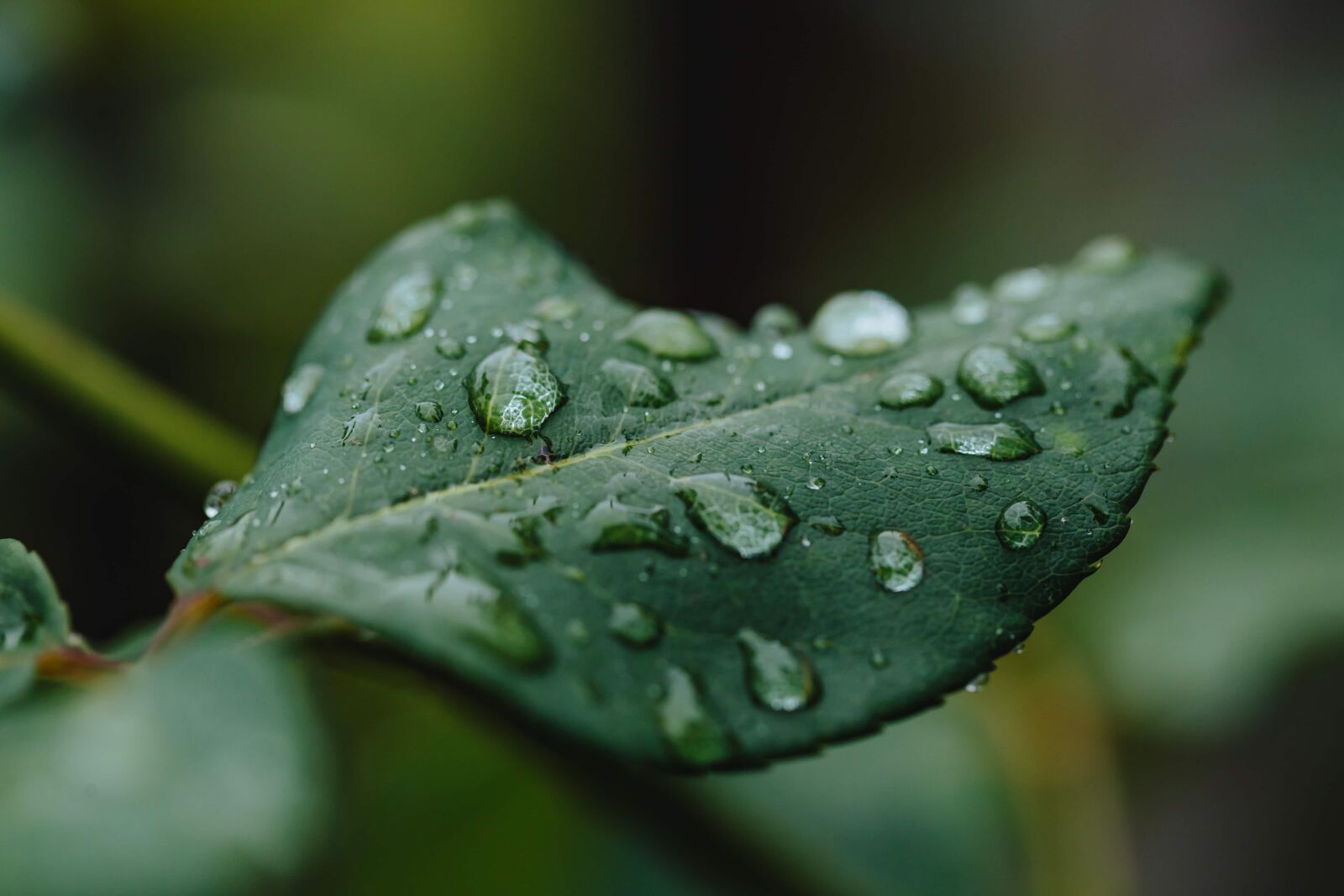Canon EF 100mm F2.8 Macro USM sample photo. Dew, green leaves, moisture photography