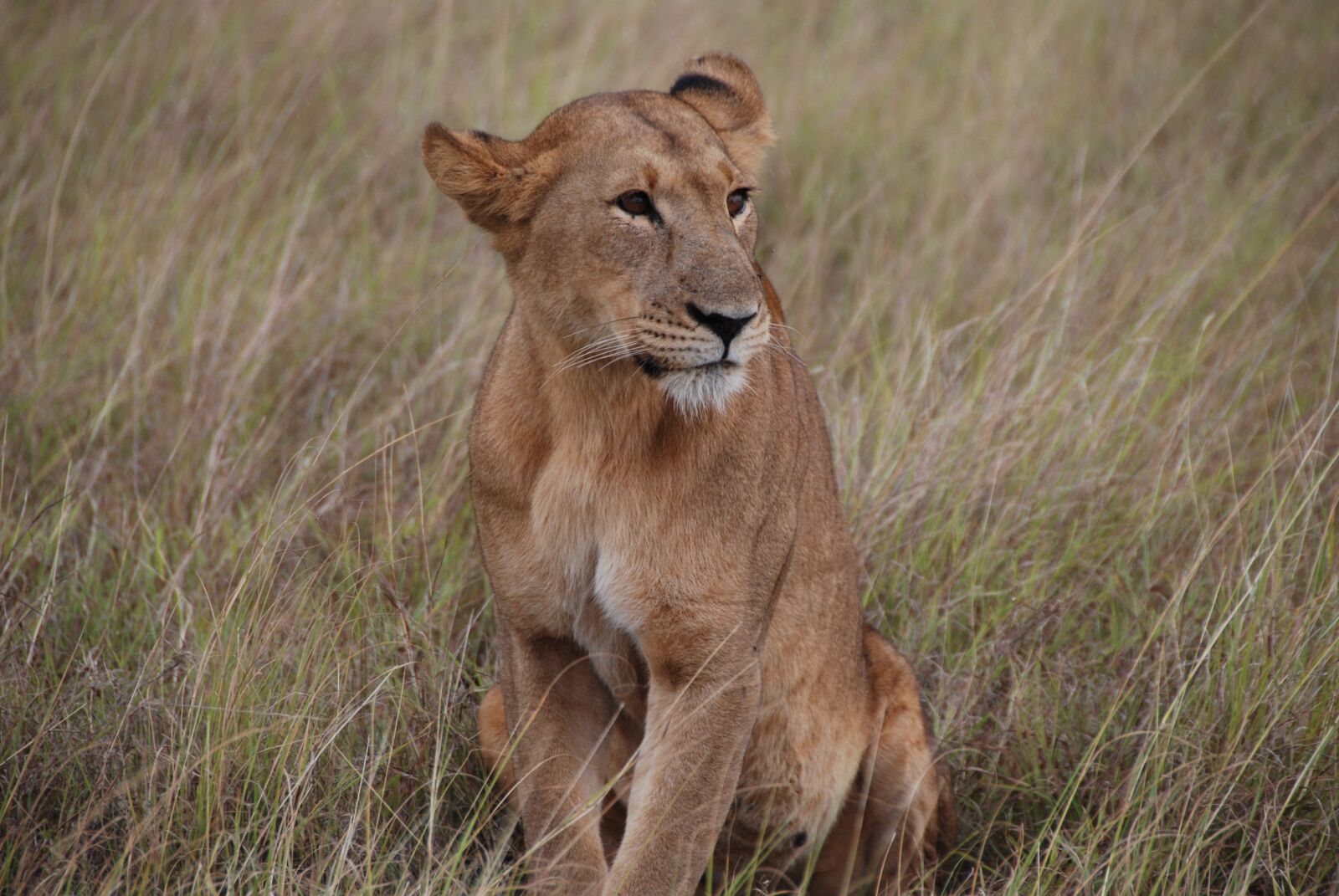 Nikon D80 sample photo. Lioness, africa, kenya photography