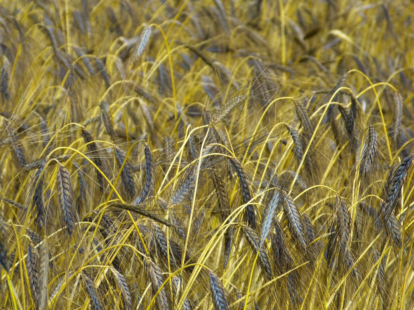 Panasonic Lumix DMC-FZ150 sample photo. Emmer, urkorn, triticum dicoccum photography
