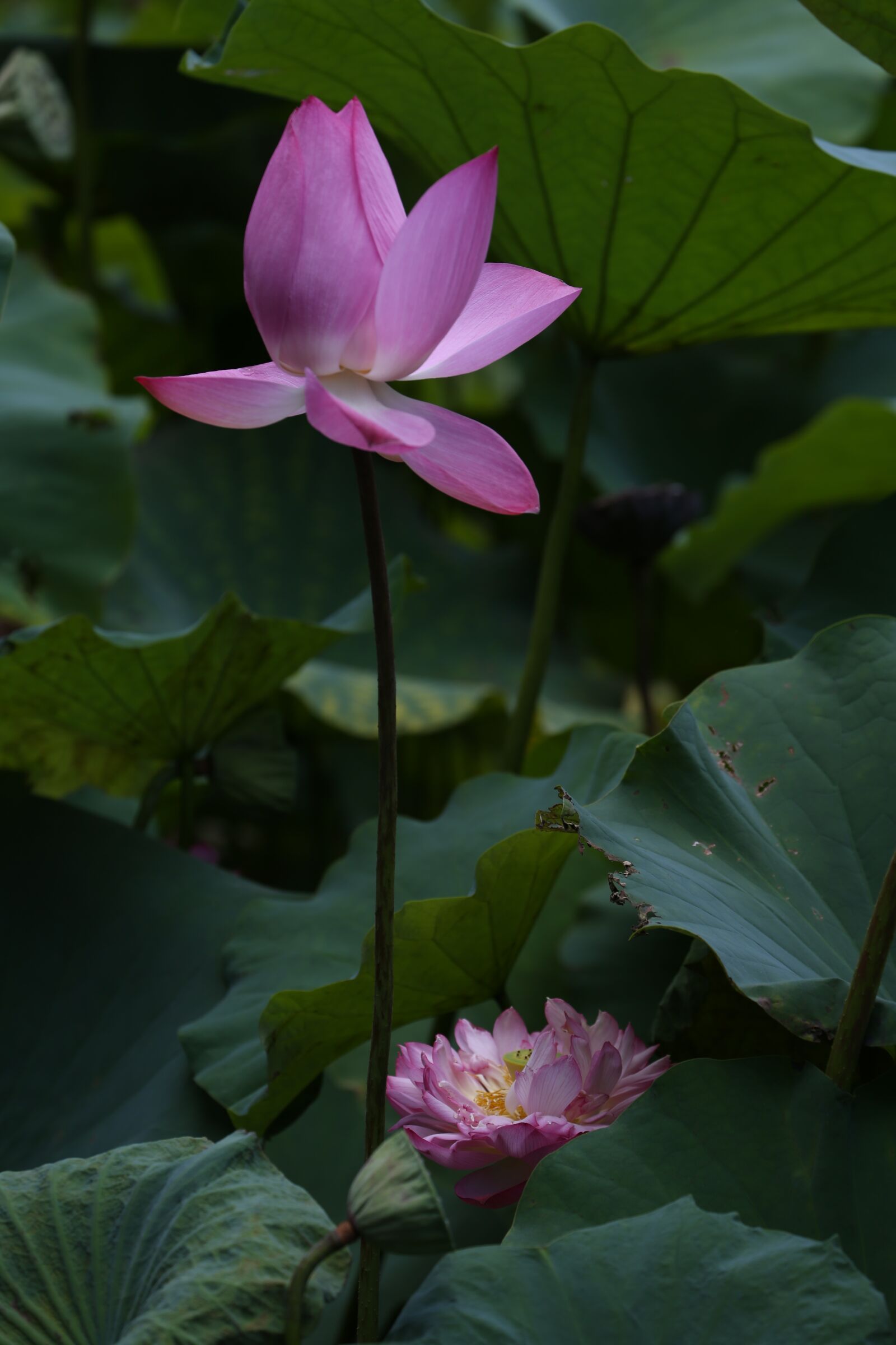 Canon EOS 5D Mark III + Canon EF 70-300mm F4-5.6L IS USM sample photo. Flower, lotus, taiwan photography