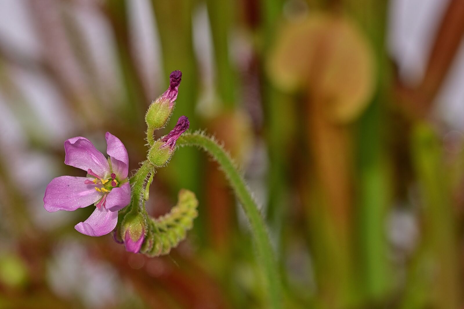 Nikon D5200 sample photo. Sundew, blossom, bloom photography