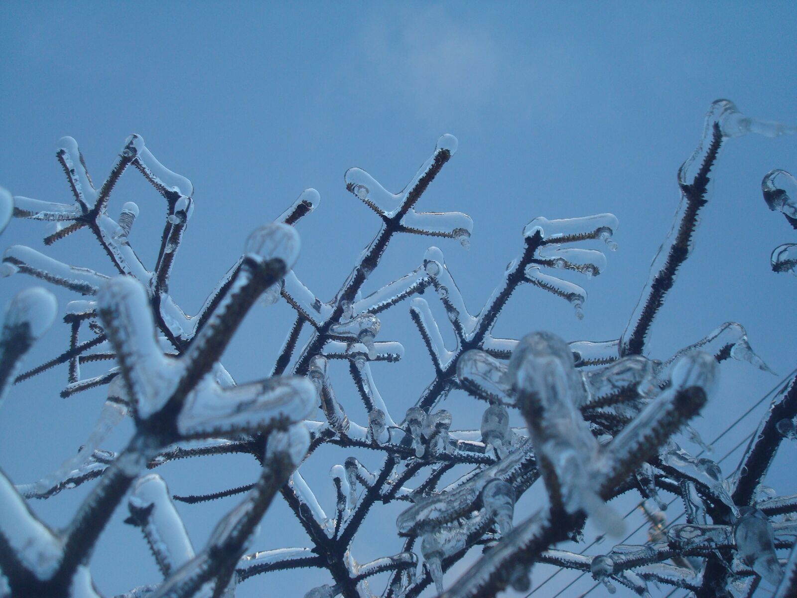 Sony DSC-W80 sample photo. Frozen branches, branches frozen photography