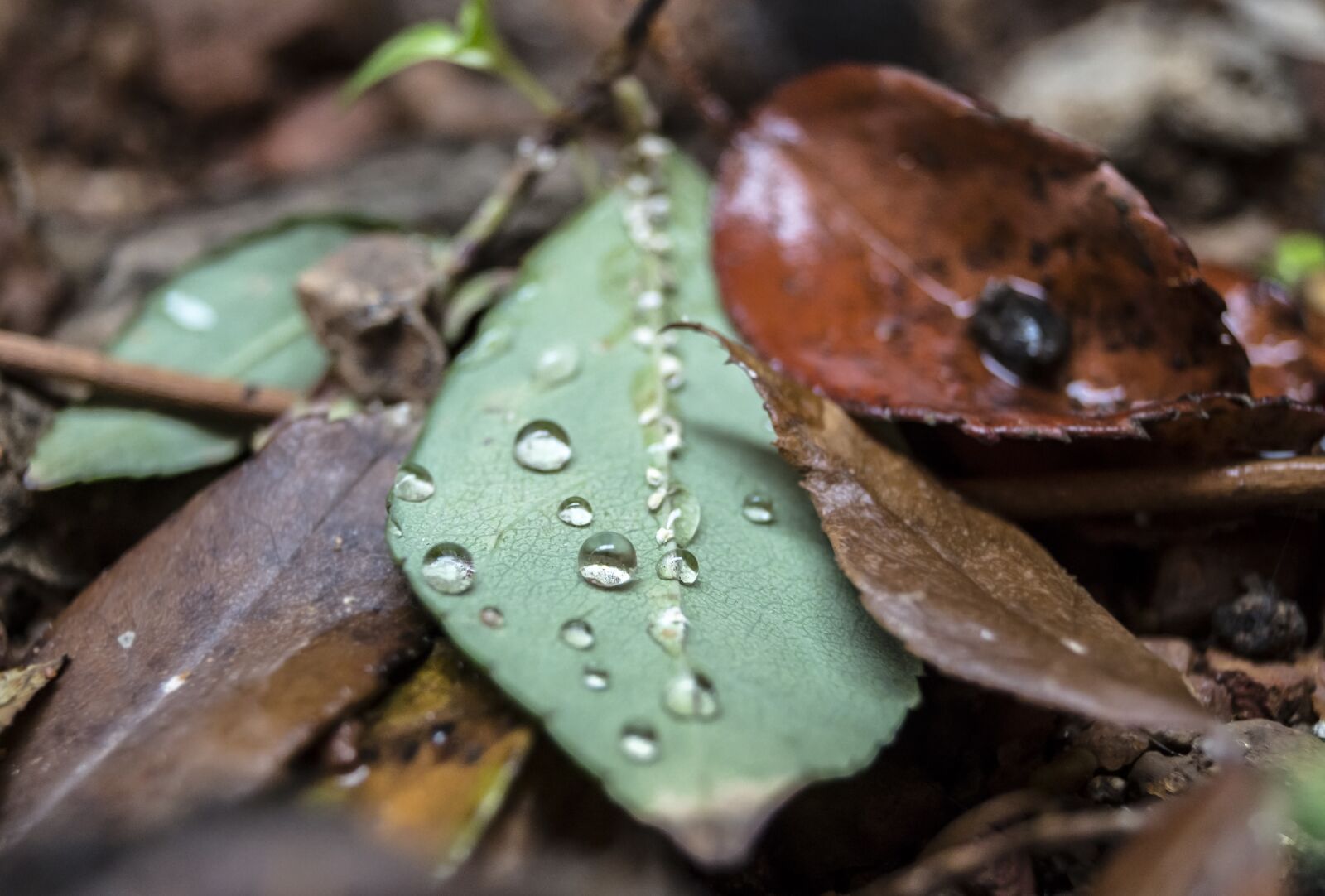 Sony DT 18-55mm F3.5-5.6 SAM II sample photo. Tree, leaf, water drop photography