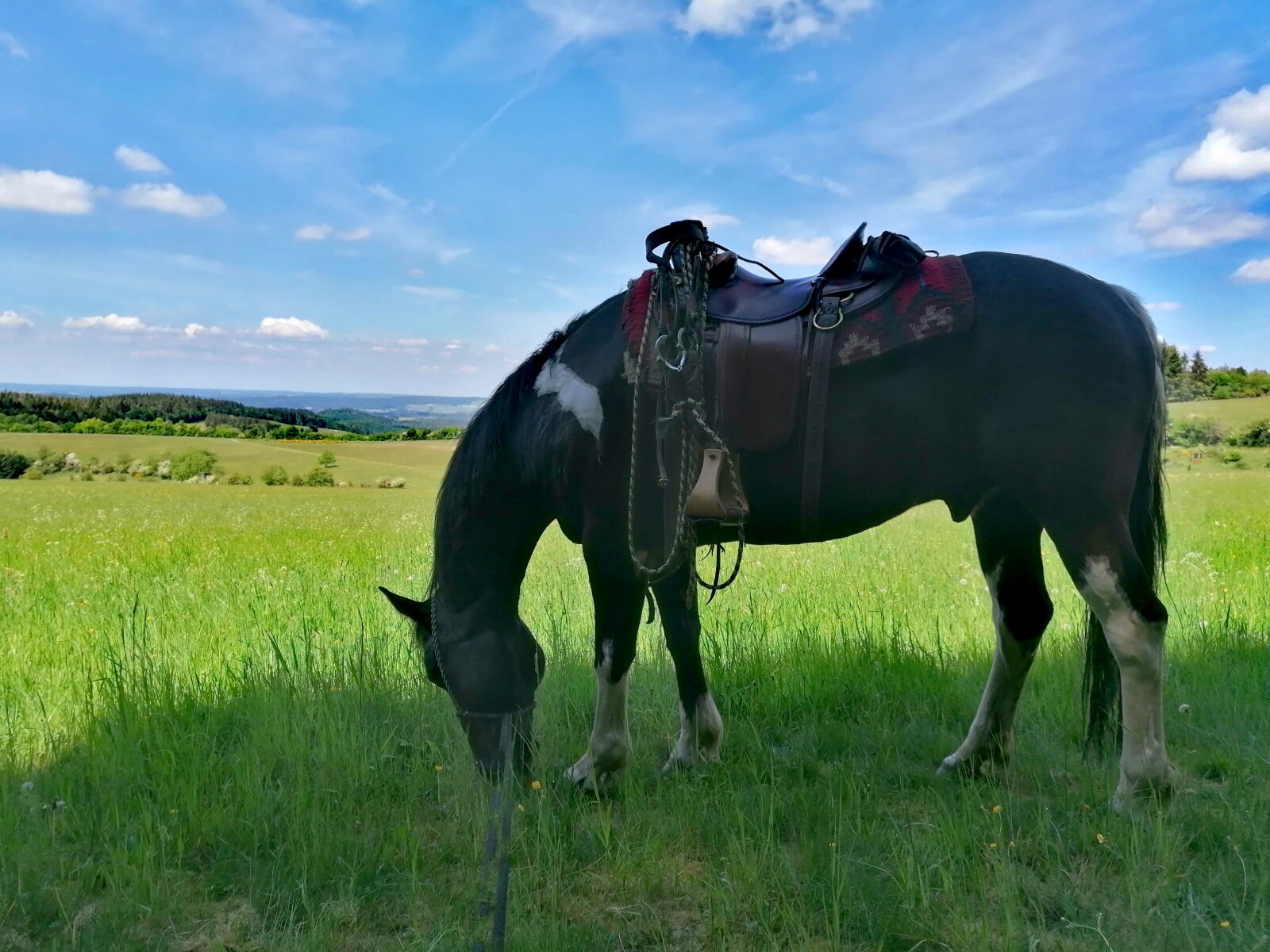 HUAWEI P30 LITE sample photo. Horse, western riding, meadow photography