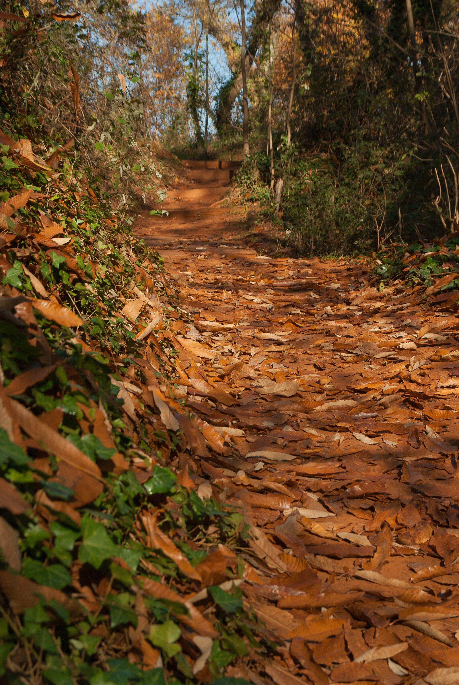 Pentax K10D sample photo. Forest, trail, leaves photography
