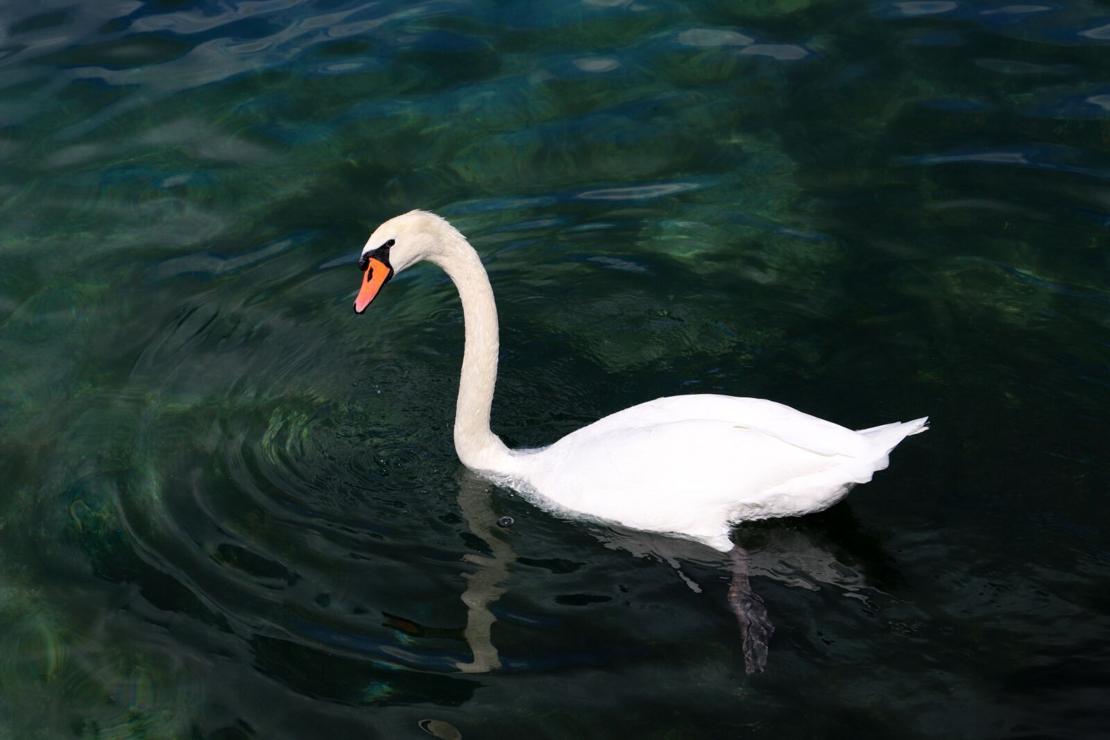 Canon EF 24-105mm F3.5-5.6 IS STM sample photo. Swan, lake, bird photography