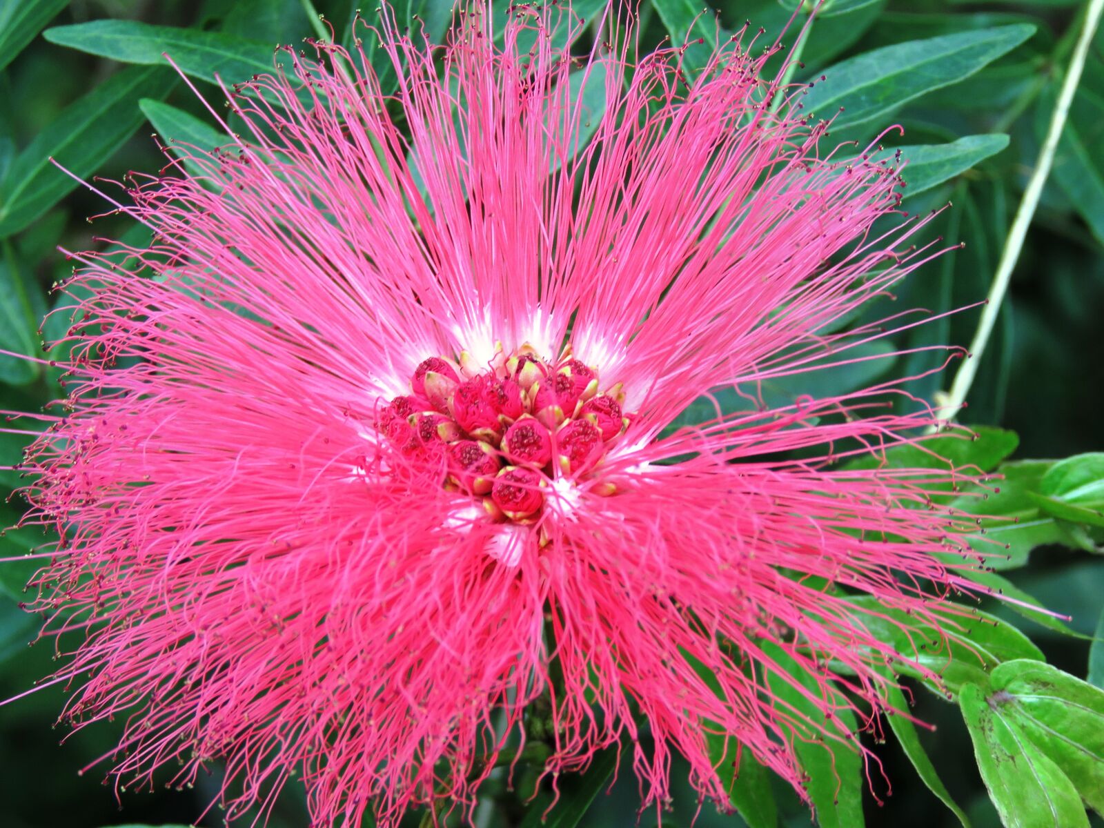 Canon PowerShot SX60 HS sample photo. Flower, macro, beautiful photography