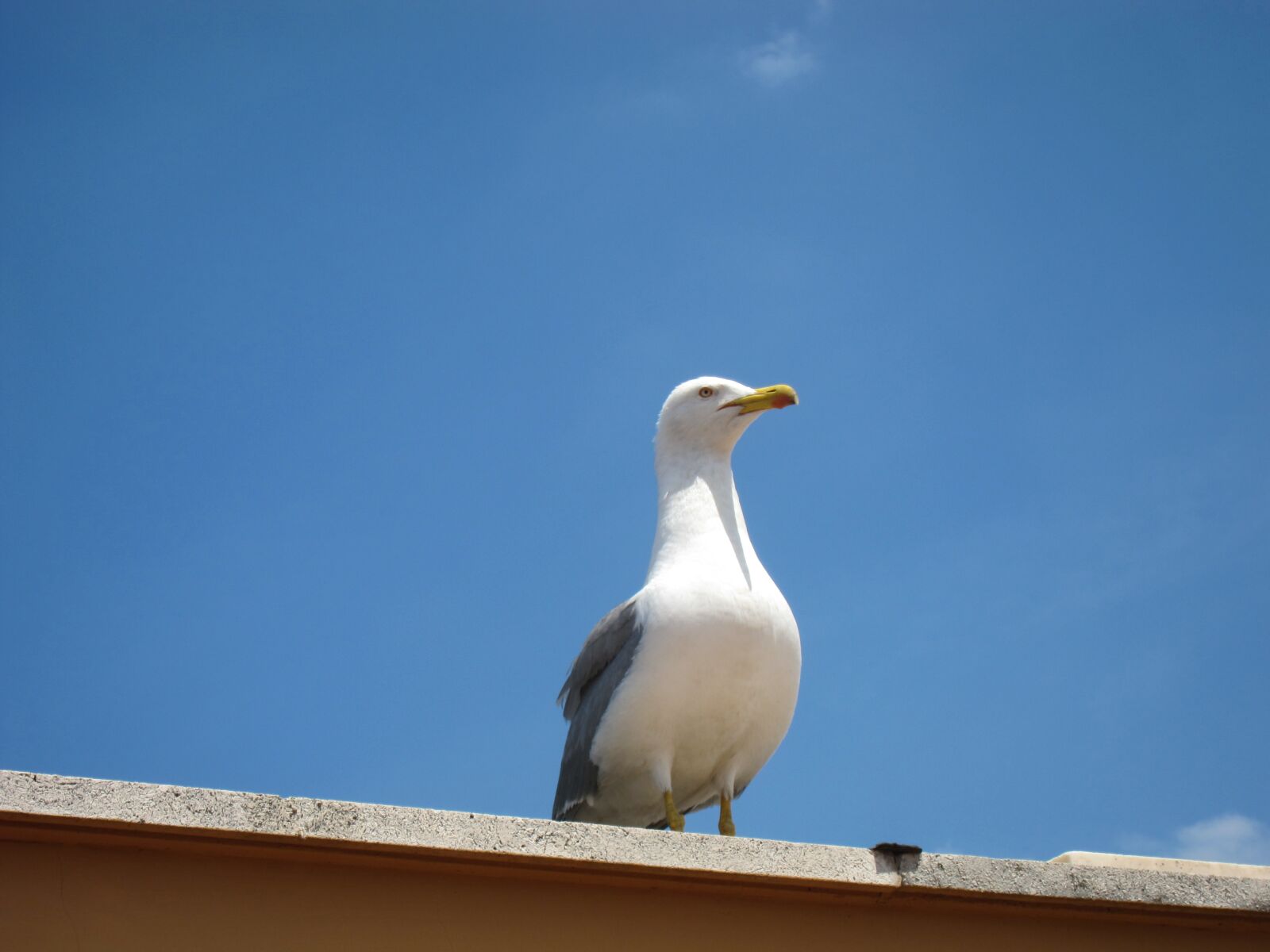 Canon PowerShot S90 sample photo. Seagull, bird, beak photography