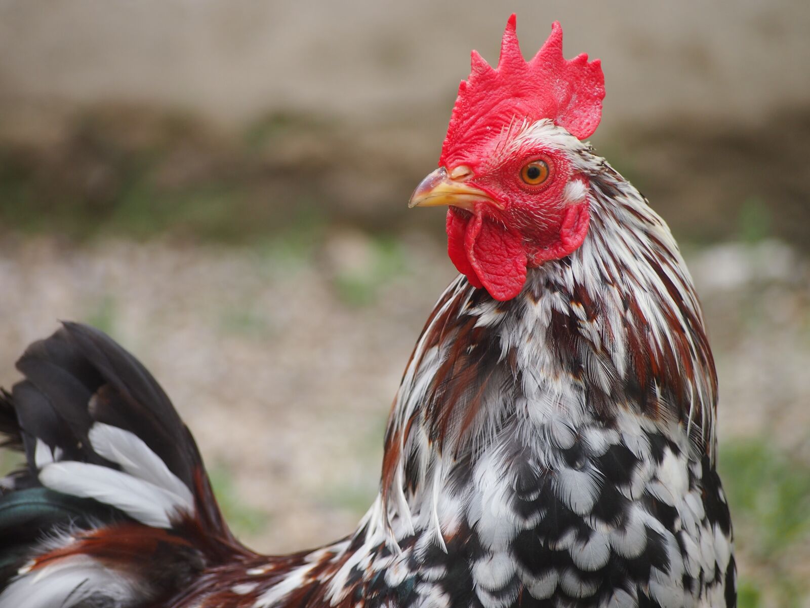 Olympus PEN E-PL3 sample photo. Chicken, hahn, close up photography