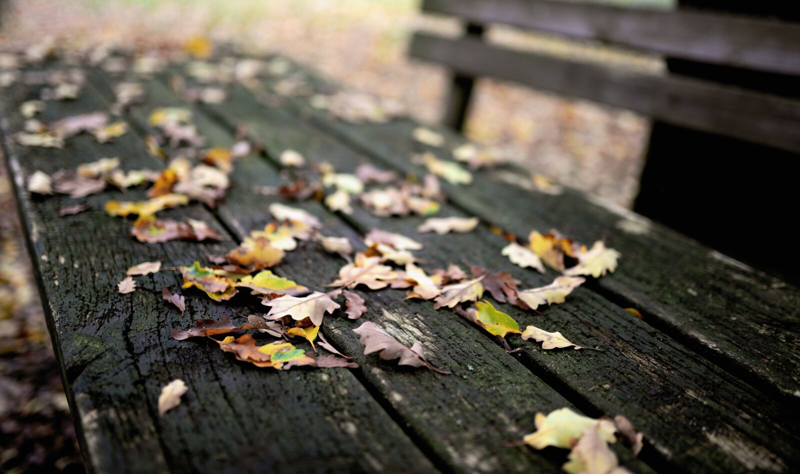 Nikon D610 sample photo. Leaves, fall foliage, bank photography