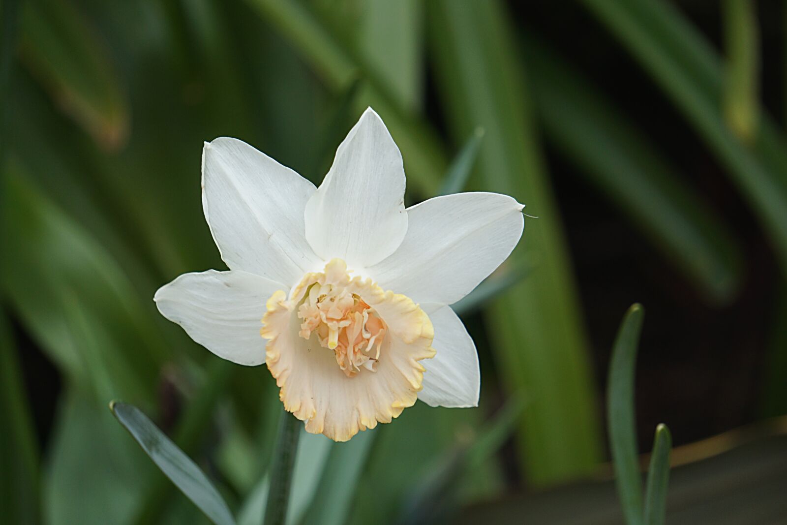 Sony a6000 sample photo. Flower, daffodil, white photography