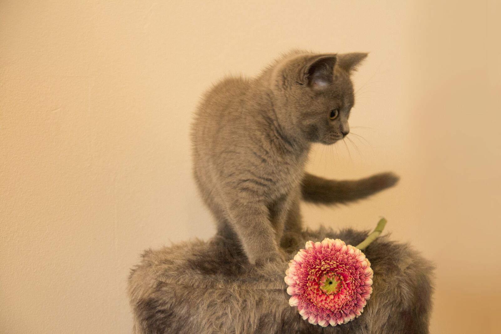 Canon EF-S 18-135mm F3.5-5.6 IS sample photo. Cat, cats, pet photography