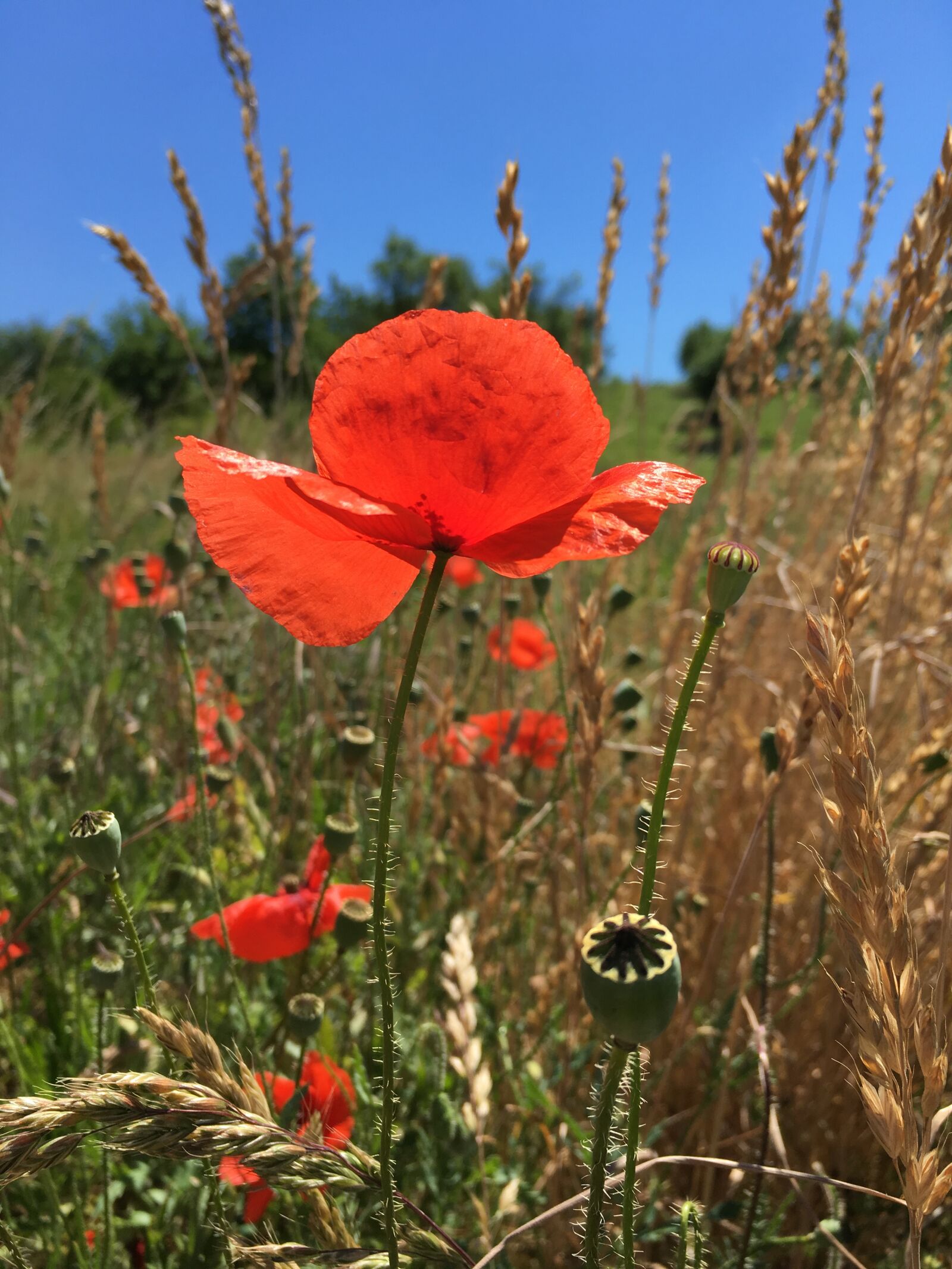 Apple iPhone 6s Plus sample photo. Poppy, flower, summer photography