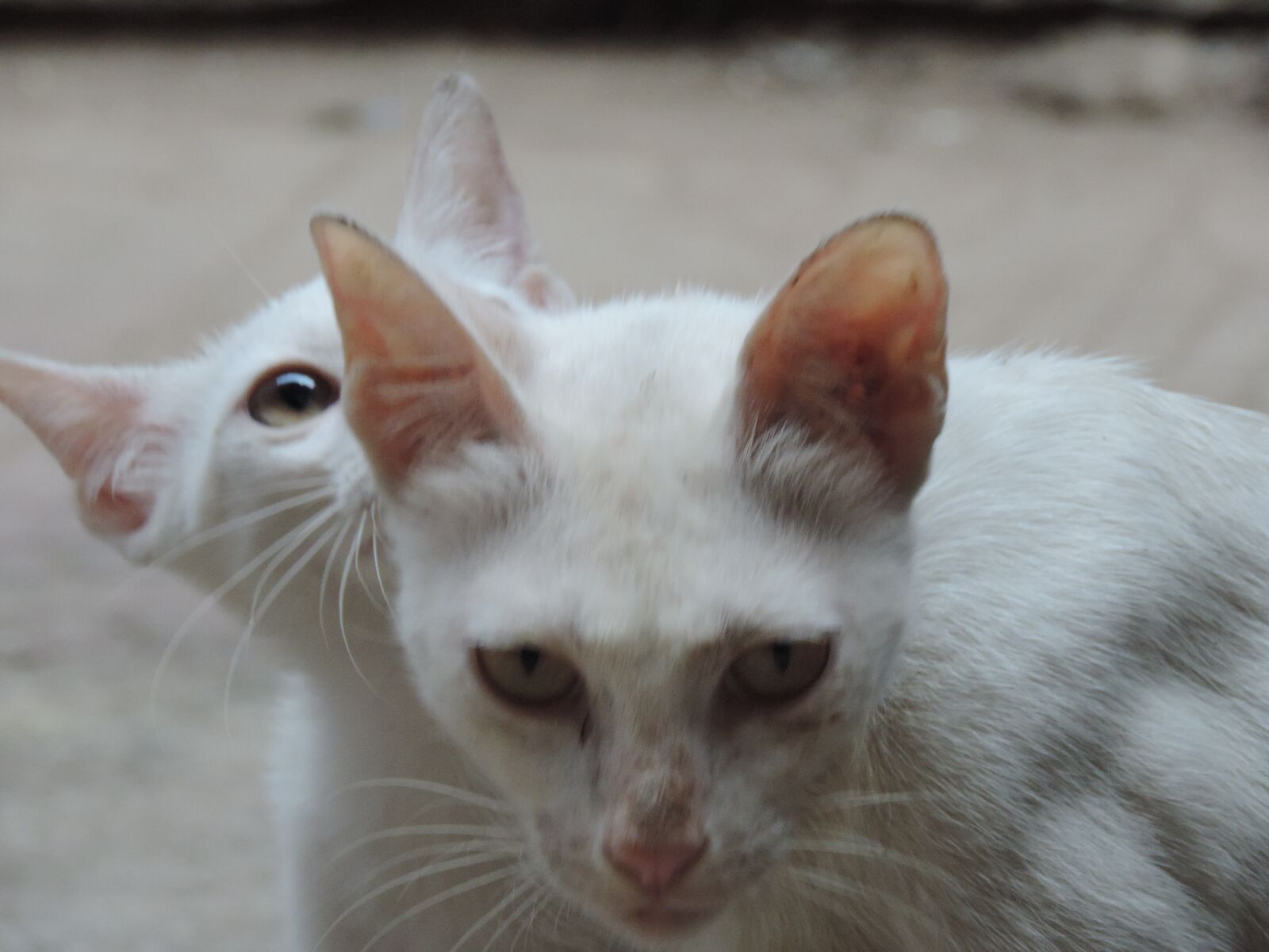 Nikon Coolpix P520 sample photo. Child, mother, cat photography