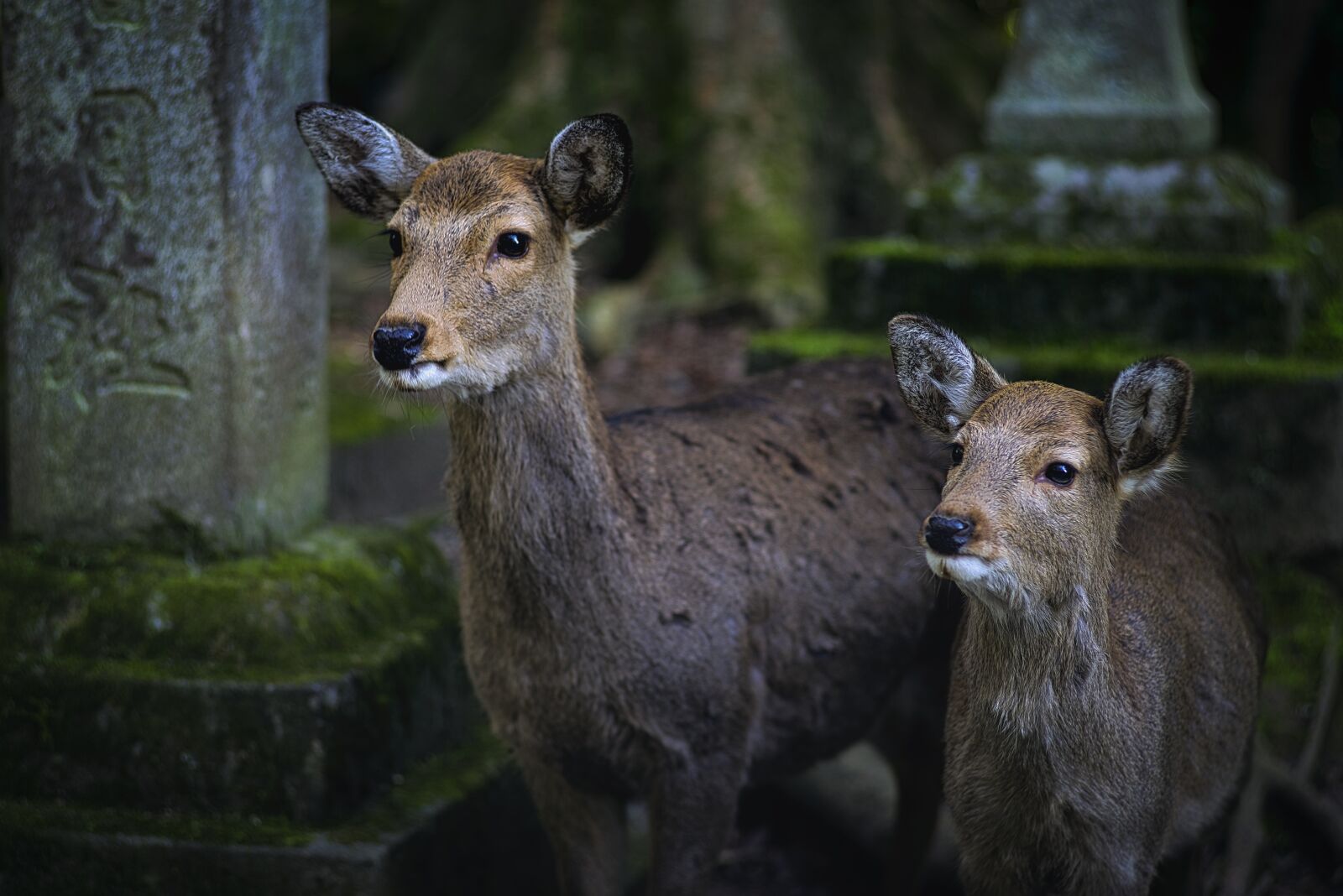 Pentax K-1 Mark II sample photo. Deer, fawn, animal photography