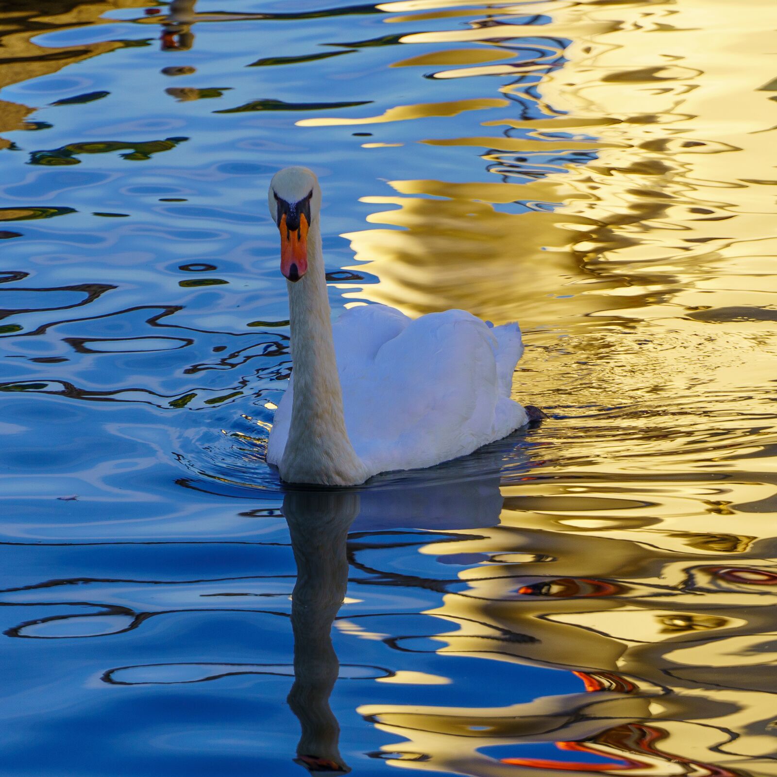 Sony E 18-135mm F3.5-5.6 OSS sample photo. Swan, water, schwimmvogel photography
