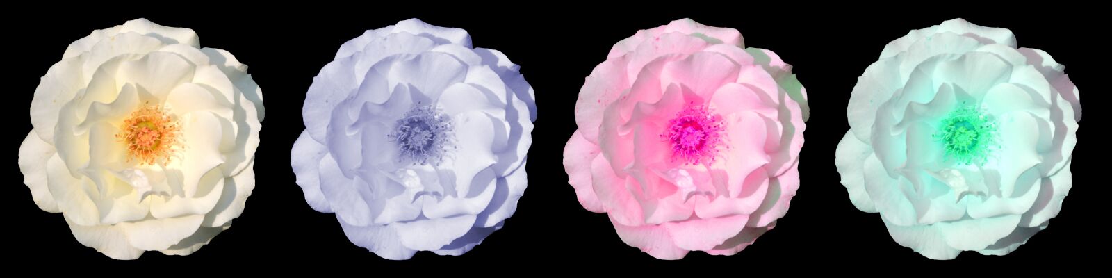 Nikon Df sample photo. Rose, flower, blossom photography