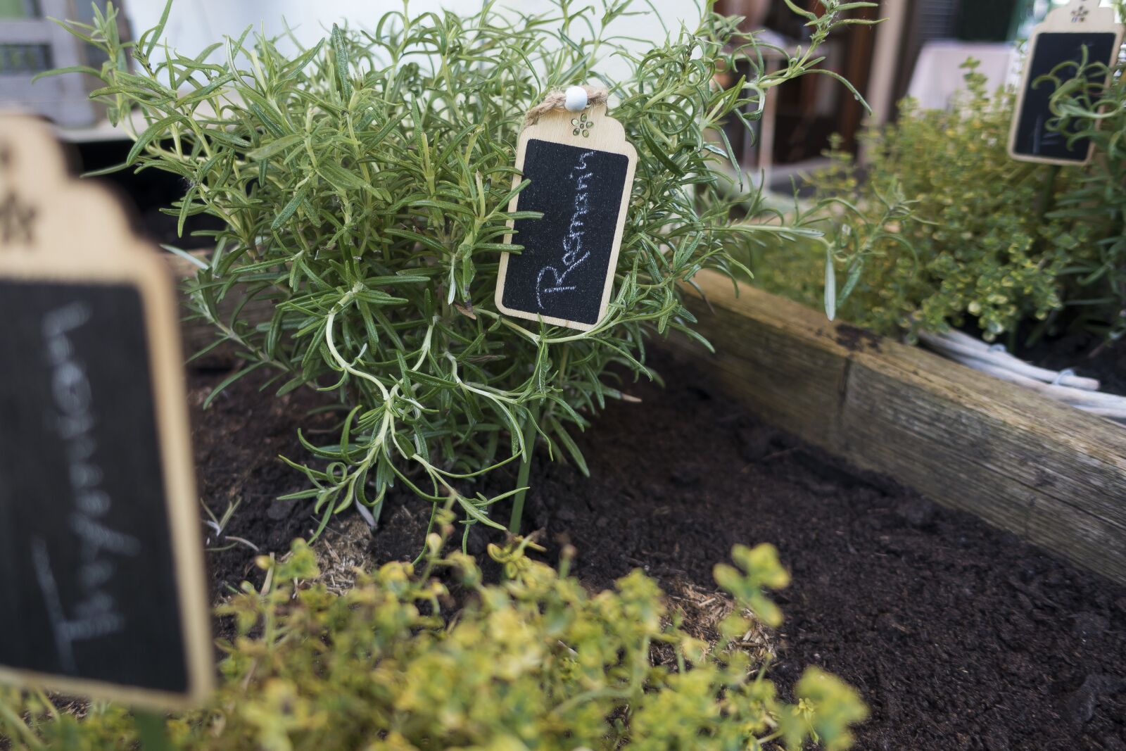 Sony Cyber-shot DSC-RX100 III sample photo. Rosemary, plant, nature photography