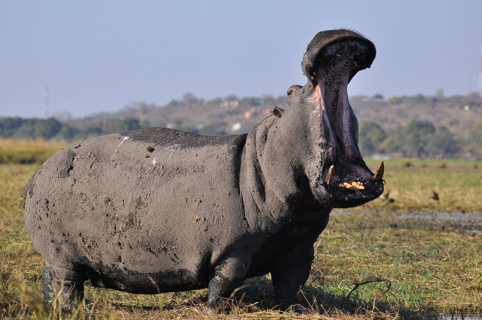 Nikon D90 sample photo. Mammal, animal, grass photography