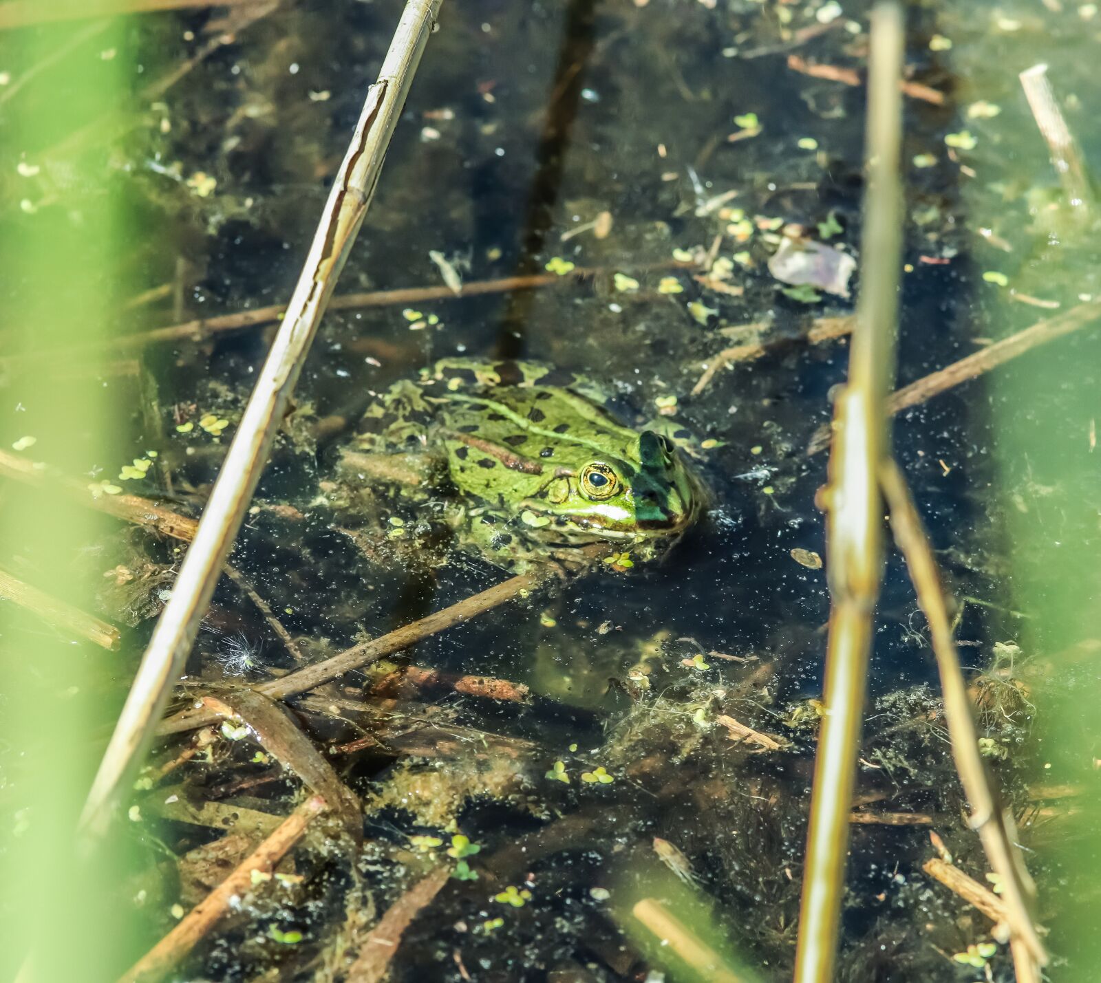 Canon EOS 200D (EOS Rebel SL2 / EOS Kiss X9) sample photo. Frog, green, green frog photography