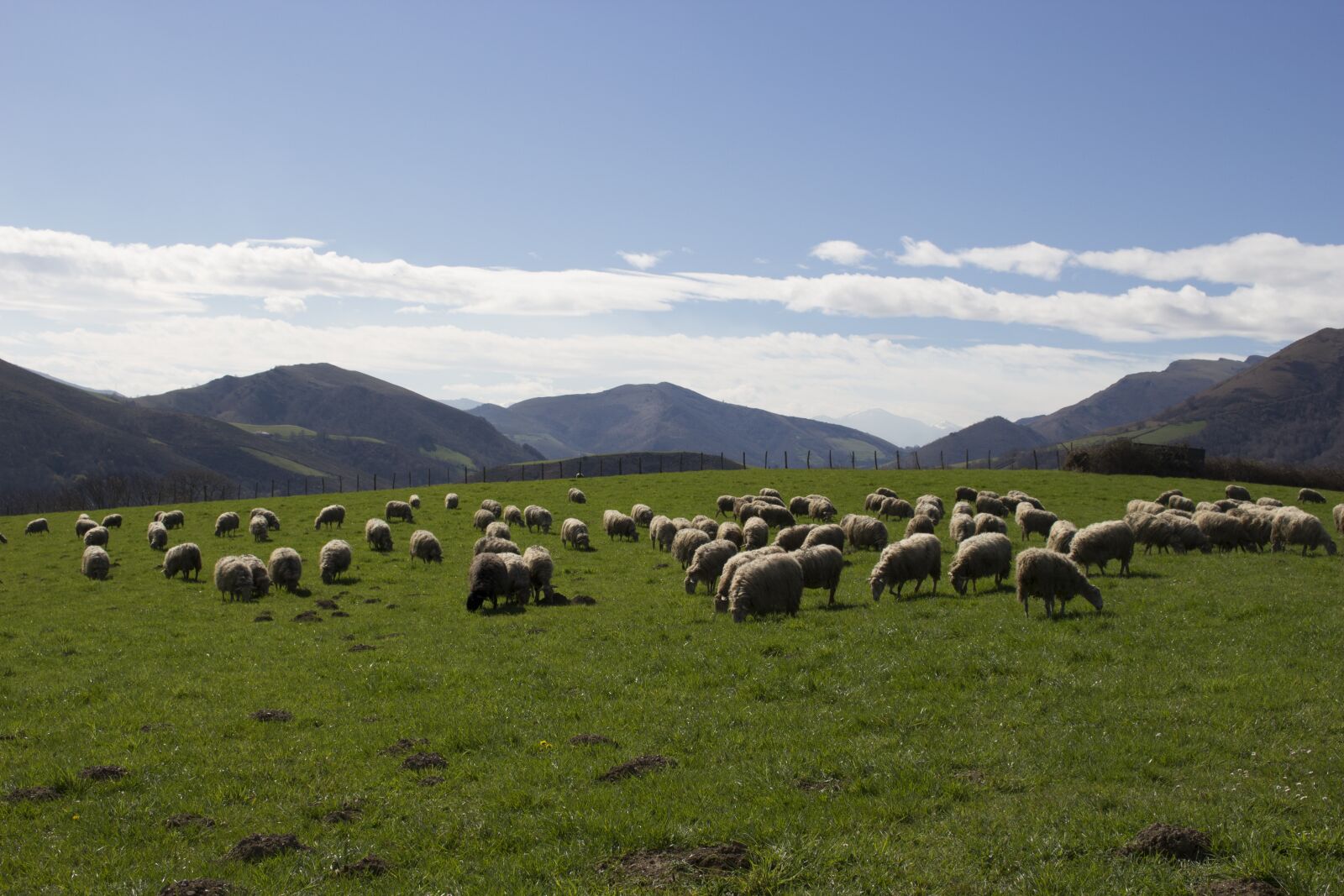 Canon EOS 100D (EOS Rebel SL1 / EOS Kiss X7) sample photo. Sheep, basque country, mountain photography