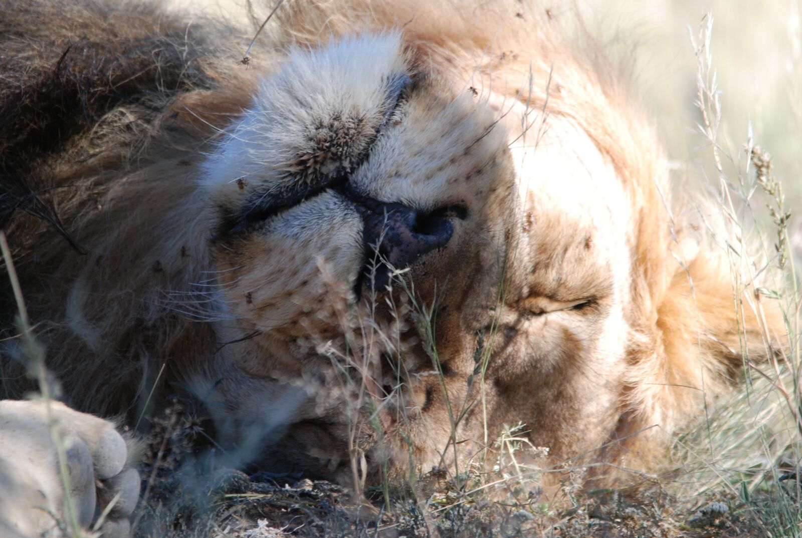 Nikon D80 sample photo. Lion, kalahari, kalahari lion photography