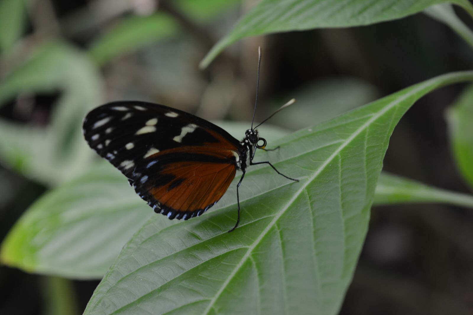 Nikon D5200 sample photo. Butterfly, insect, animal photography