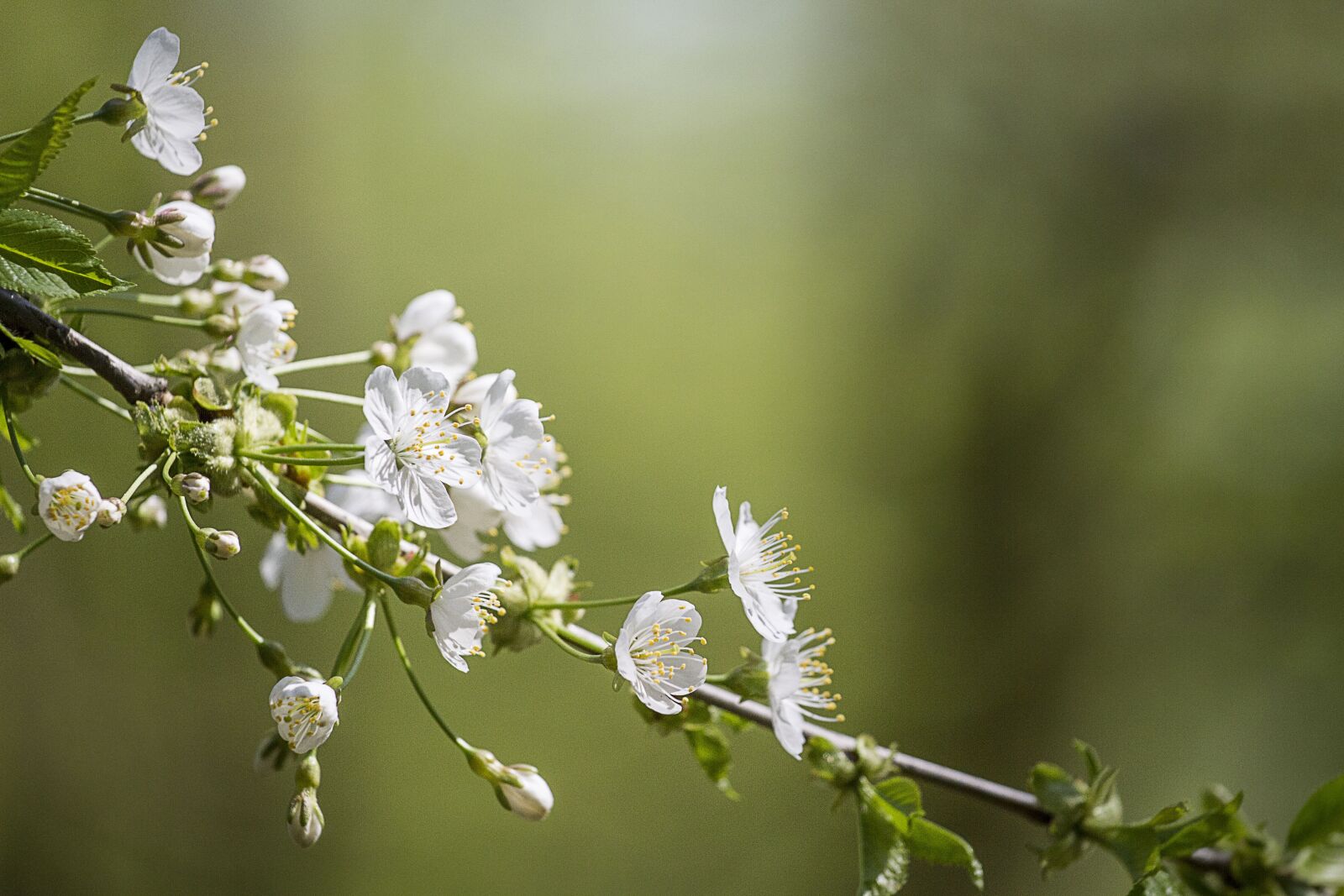 Canon EOS 7D sample photo. Spring, tree, flower photography