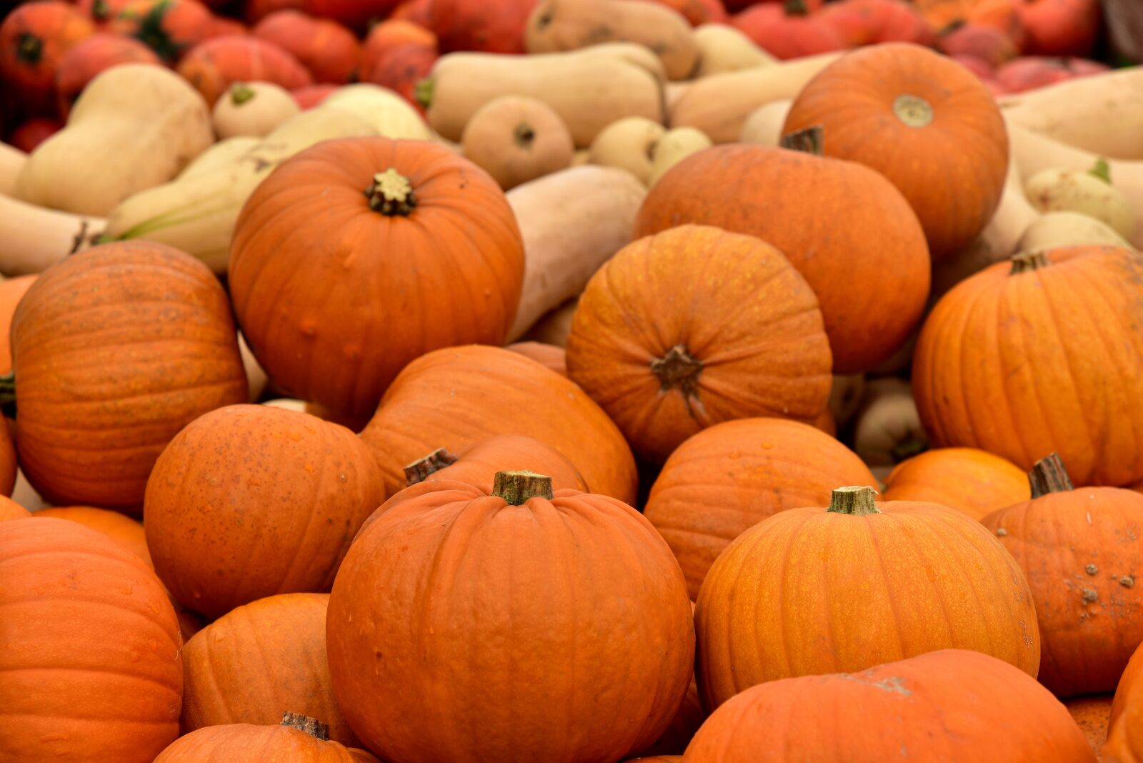Nikon D750 sample photo. Pumpkin, market stall, market photography