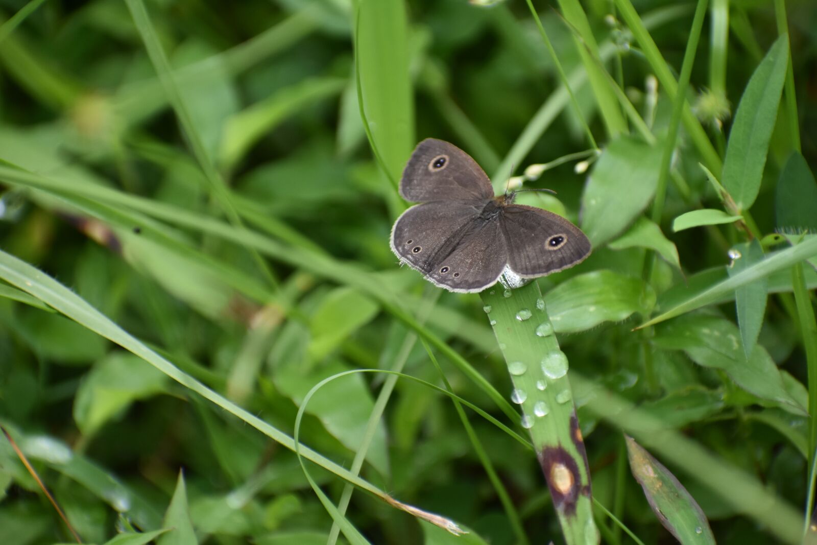 Nikon D3400 sample photo. Butterfly, insect, wings photography