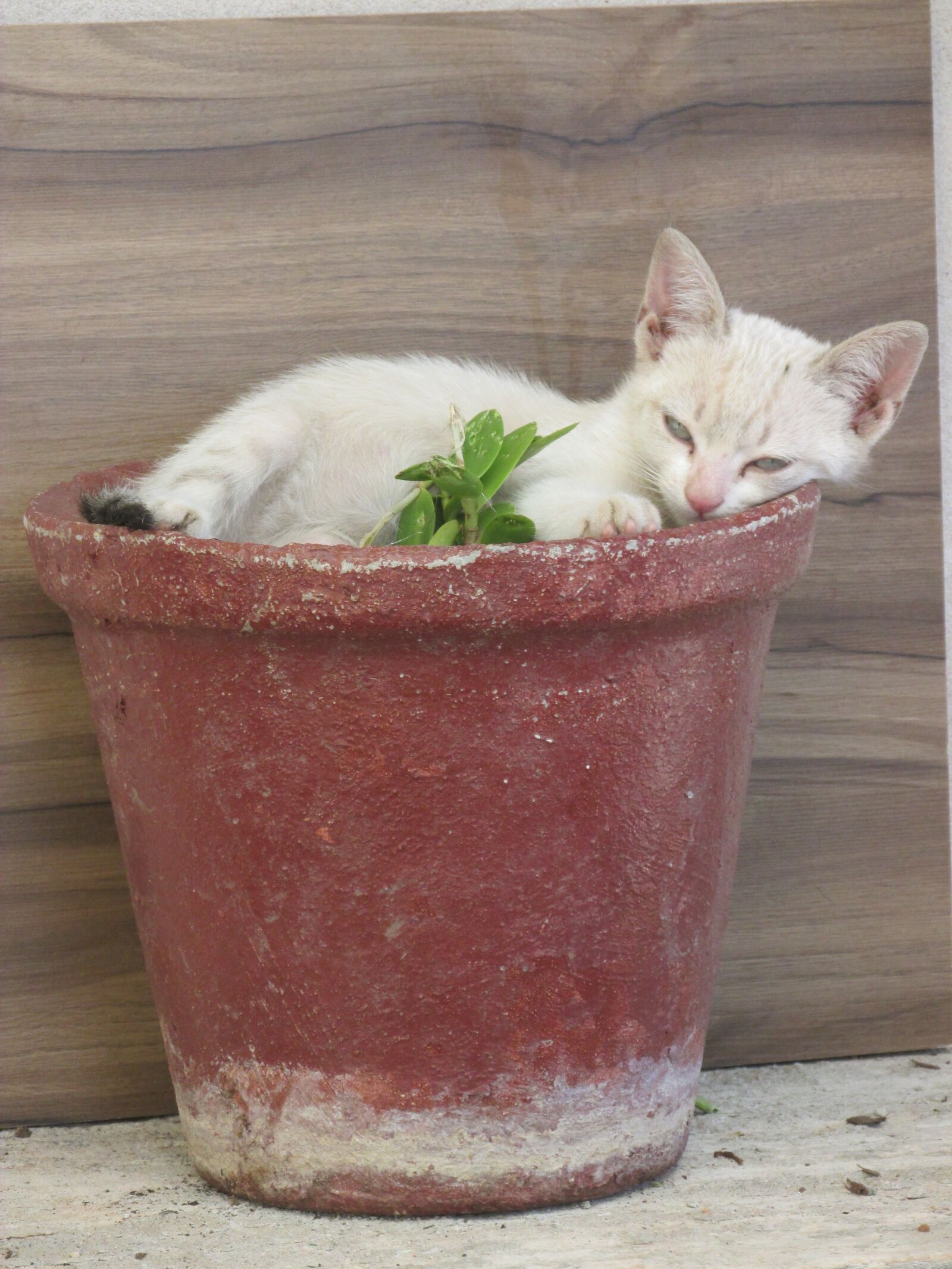 Canon PowerShot SX160 IS sample photo. Kitten, vase, animal photography