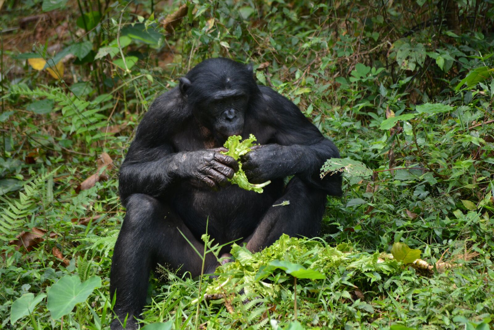 Nikon D5200 sample photo. Bonobo, primate, ape photography