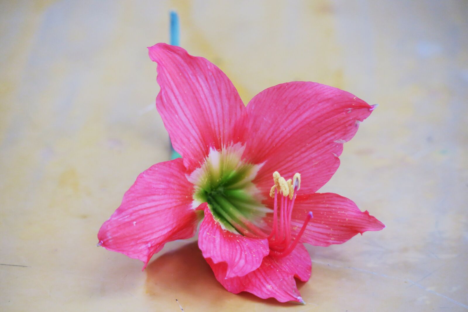 Canon PowerShot G3 X sample photo. Flower, nature, plant photography