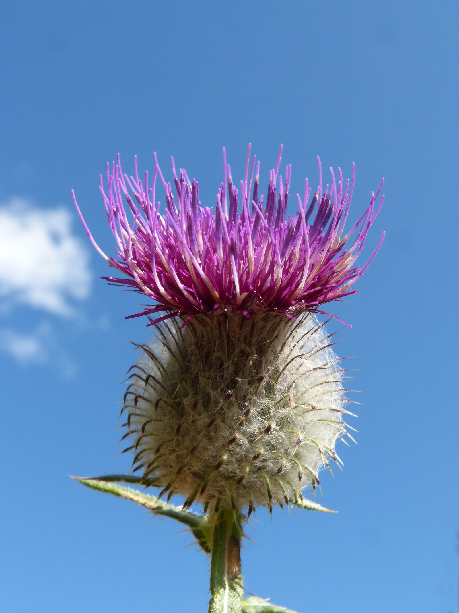 Panasonic DMC-FZ62 sample photo. Thistle, beauty, sky photography