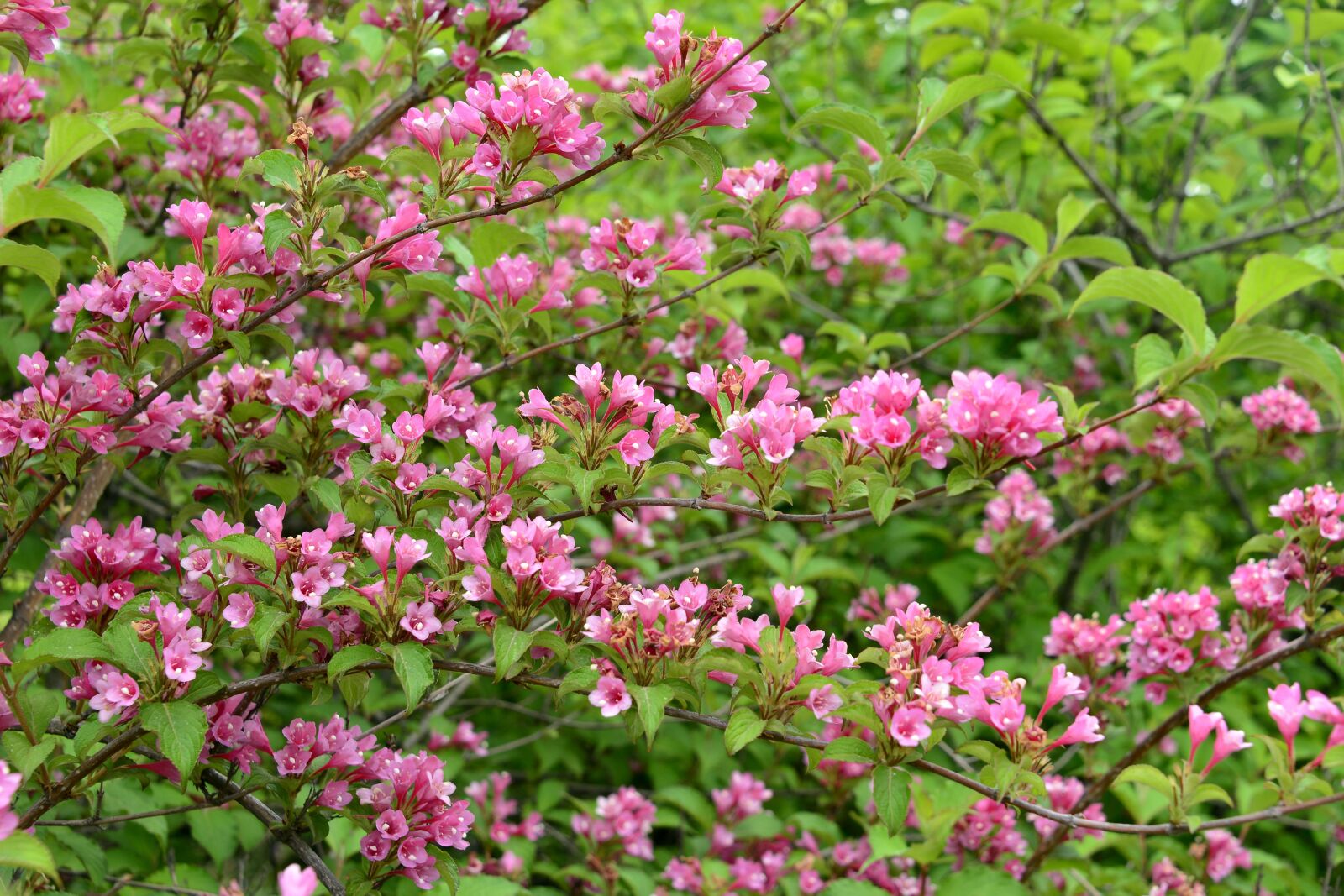 Nikon D800E sample photo. Flowers and plants, flowering photography