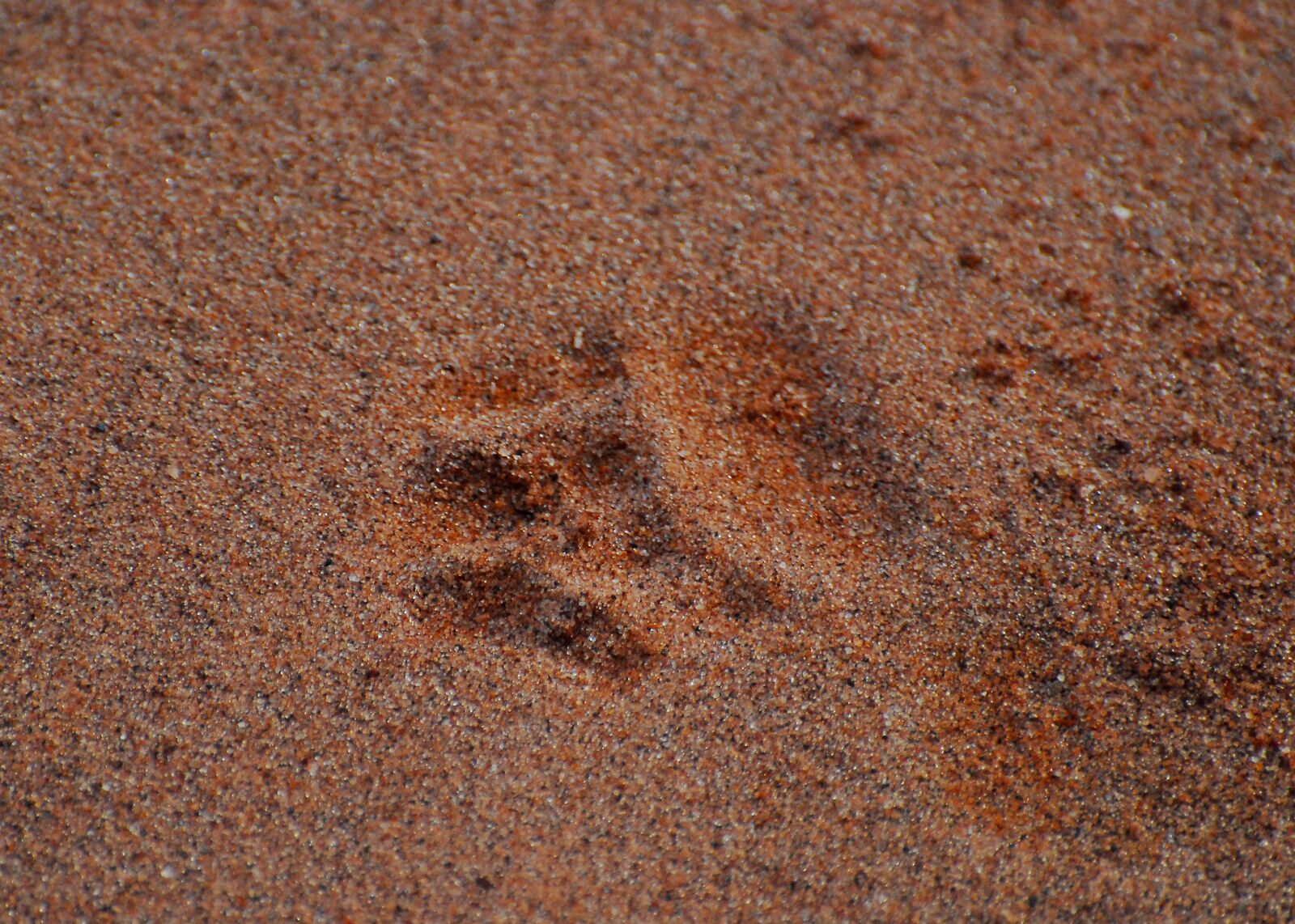 Nikon D200 sample photo. Paw print, lion, tracks photography